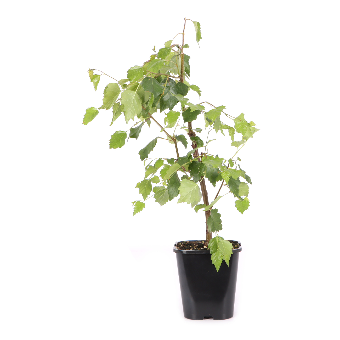 Betula pendula 'Youngii'
