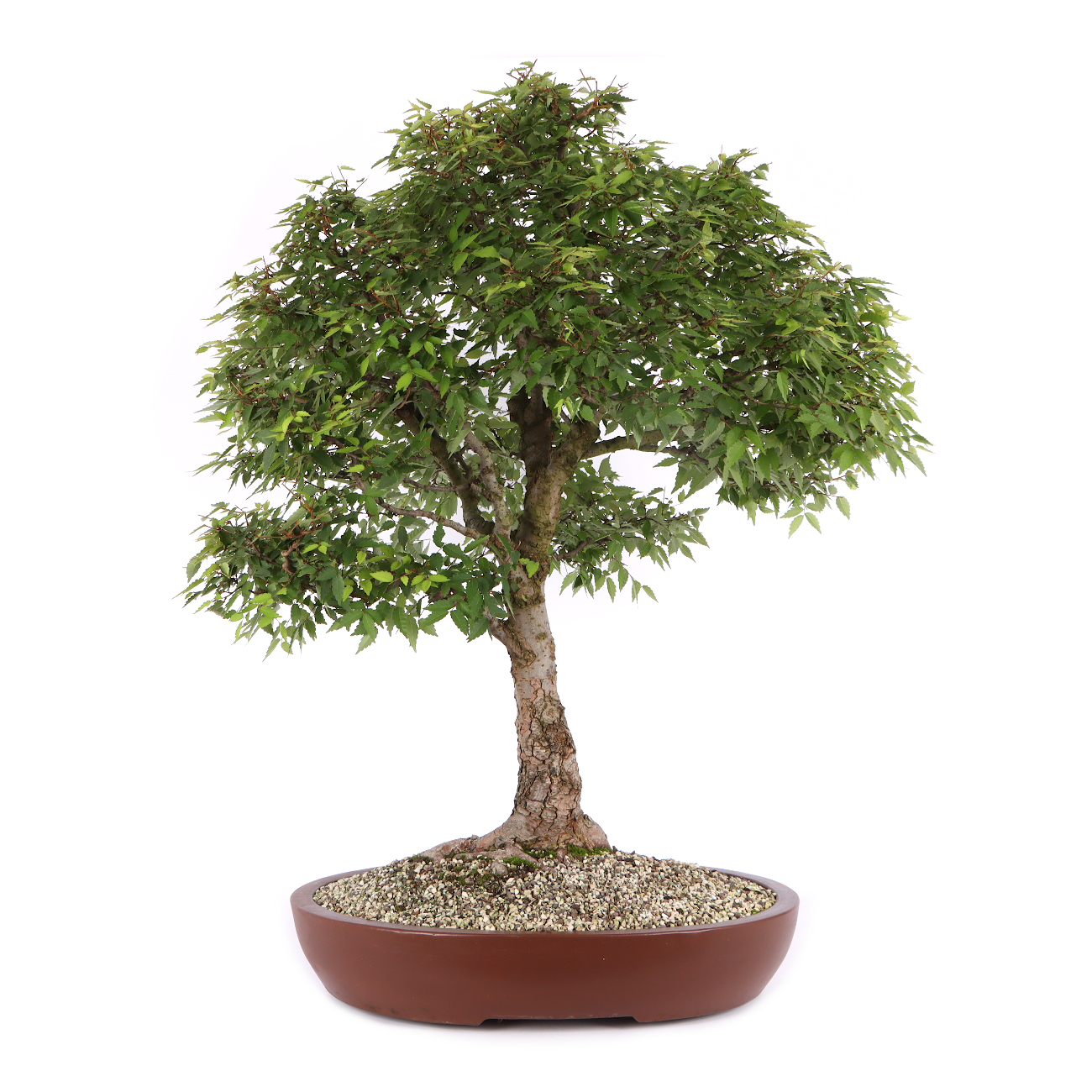 Zelkova serrata