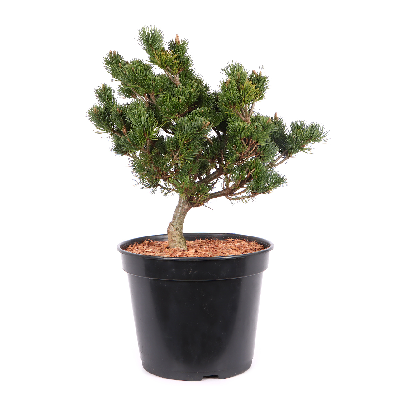 Pinus parviflora 'Kusu Dama'