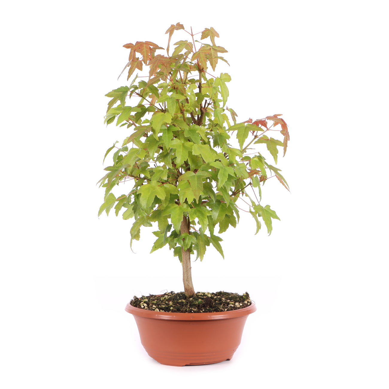 Acer buergerianum