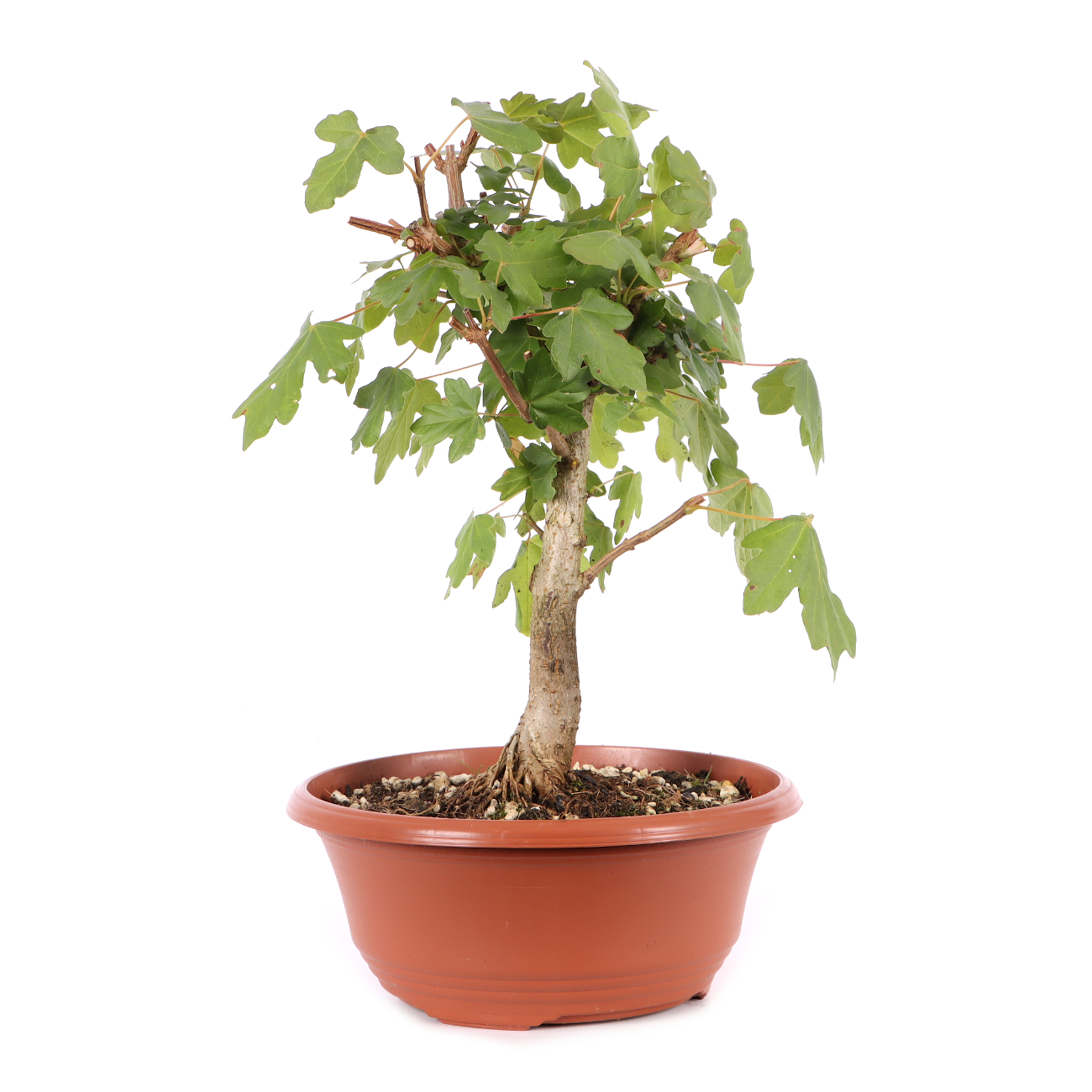 Acer campestre