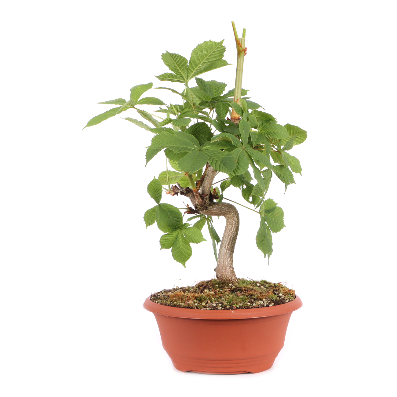 Aesculus hippocastanum