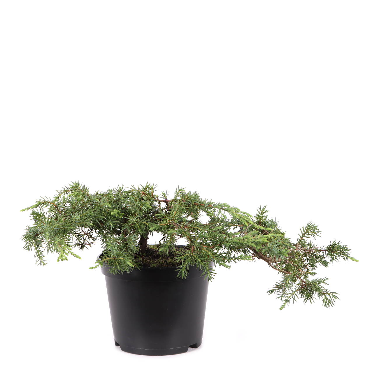 Juniperus communis 'Green Carpet'