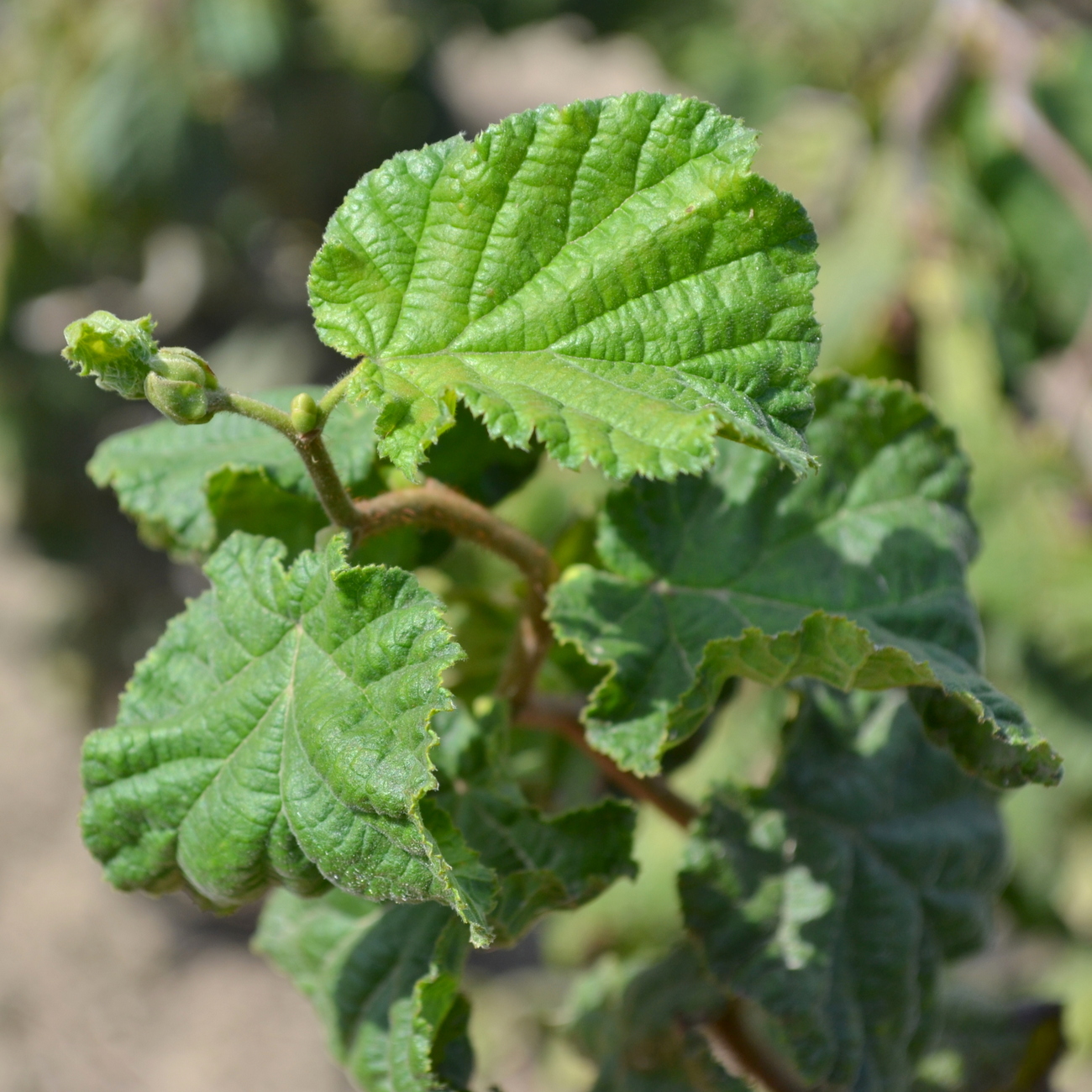 Corylus avellana 'Contorta'