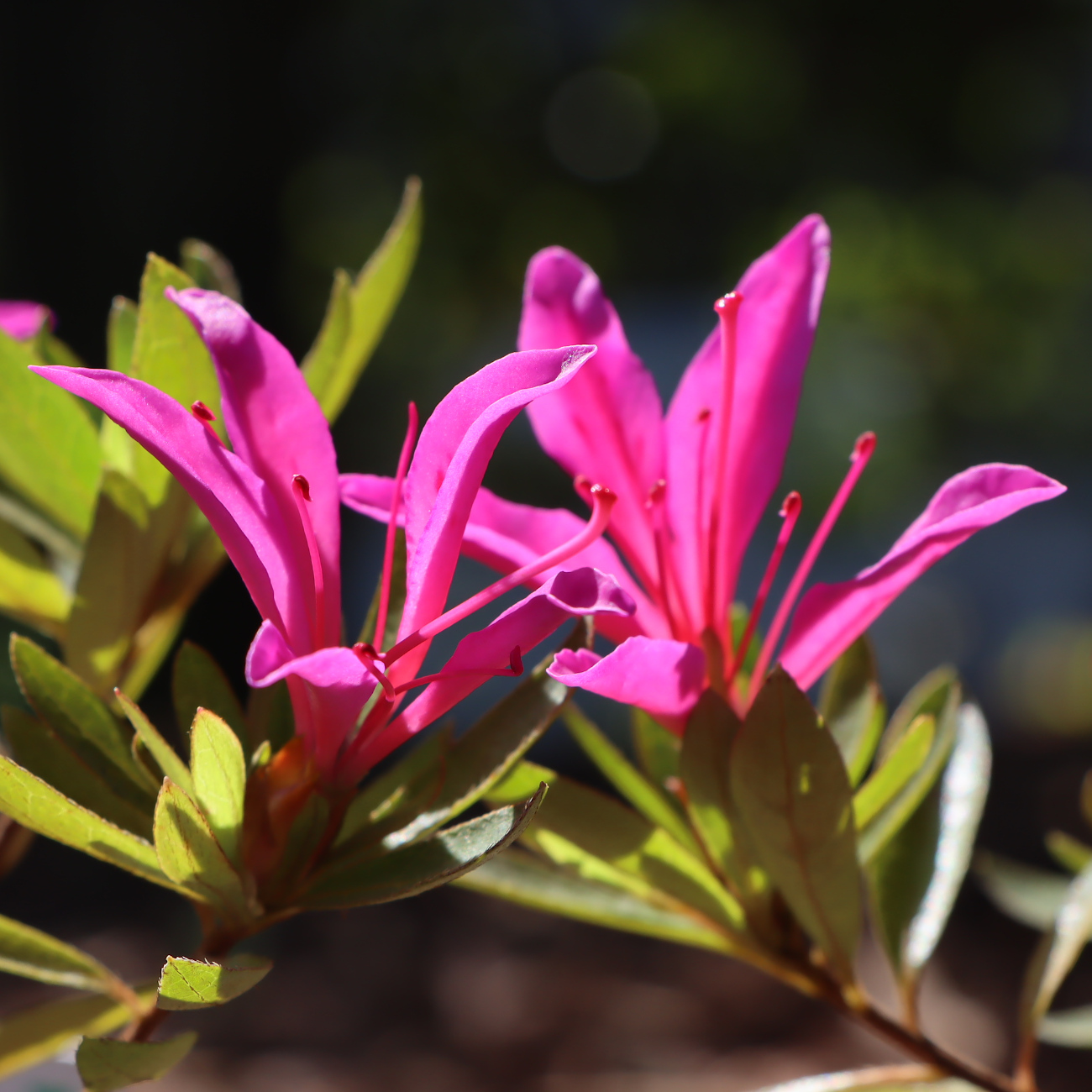 Blüte
