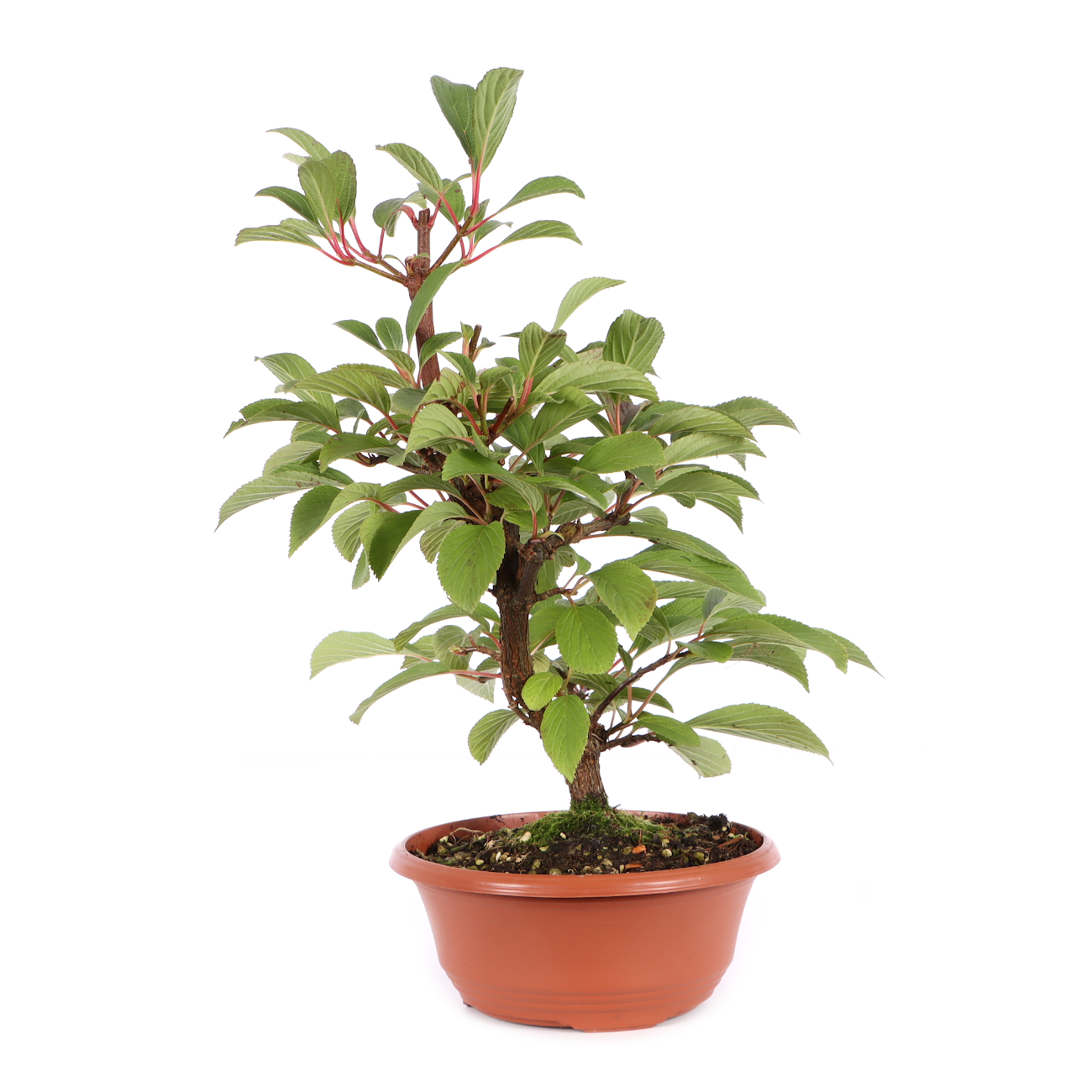 Viburnum x bodnantense 'Dawn'