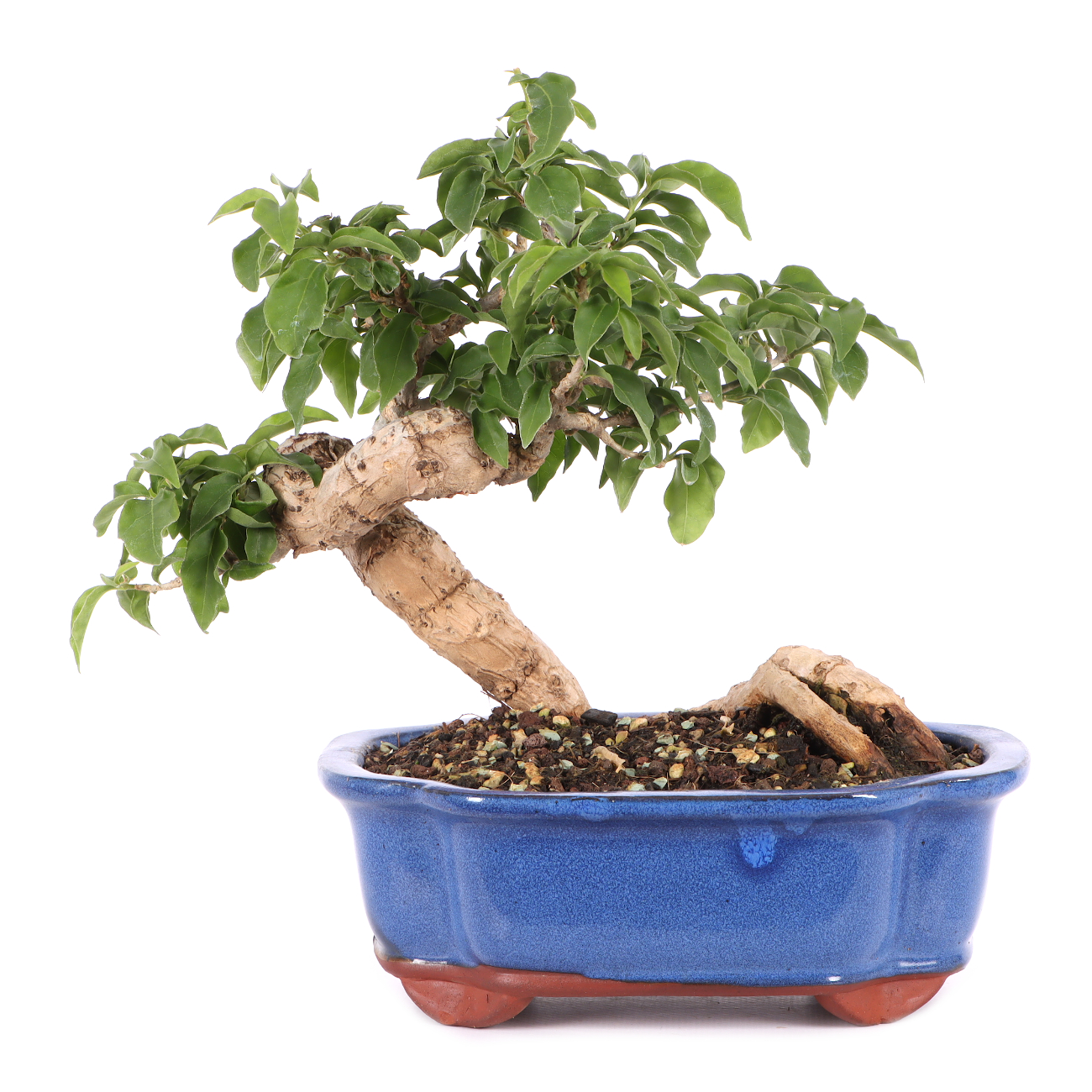 Bougainvillea glabra