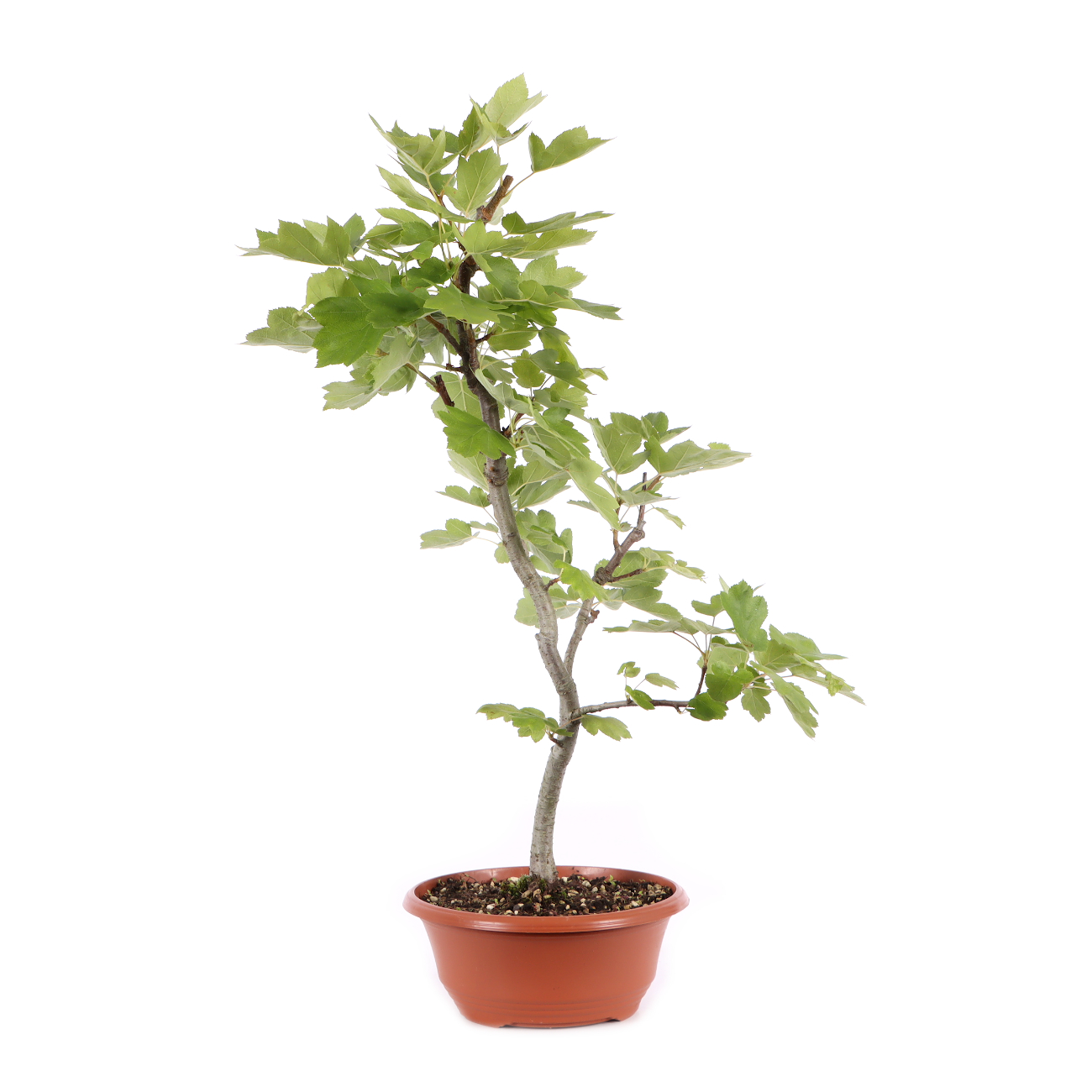 Sorbus torminalis