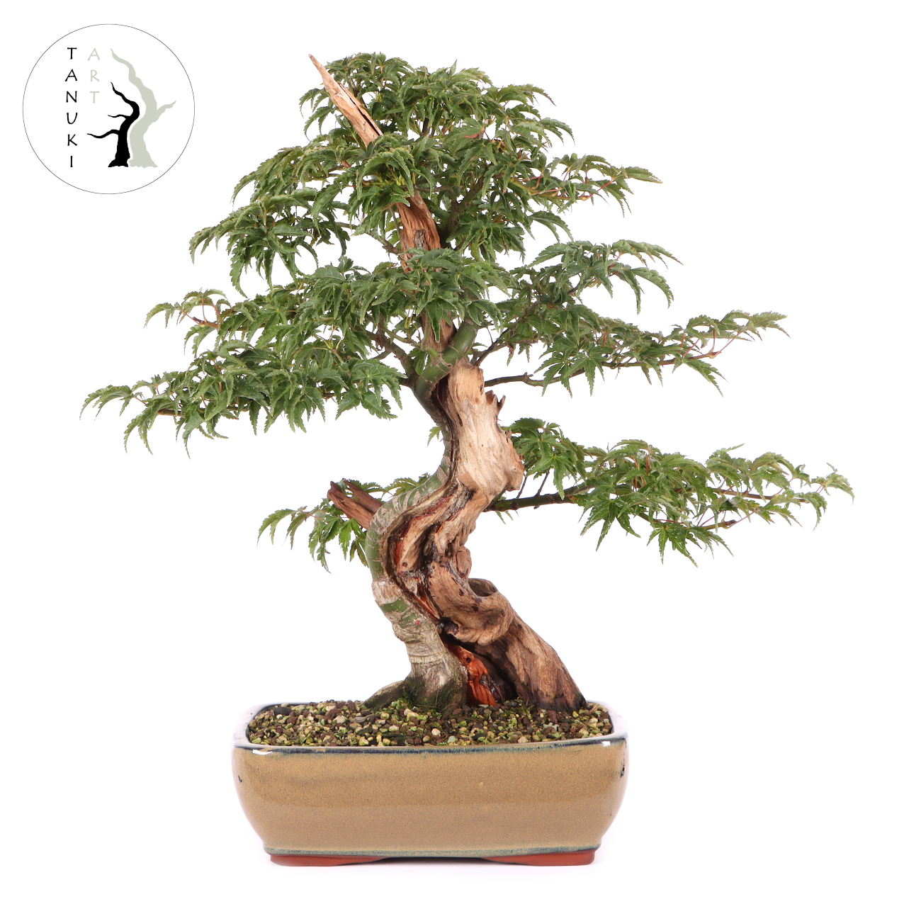 Acer palmatum 'Shishigashira'
