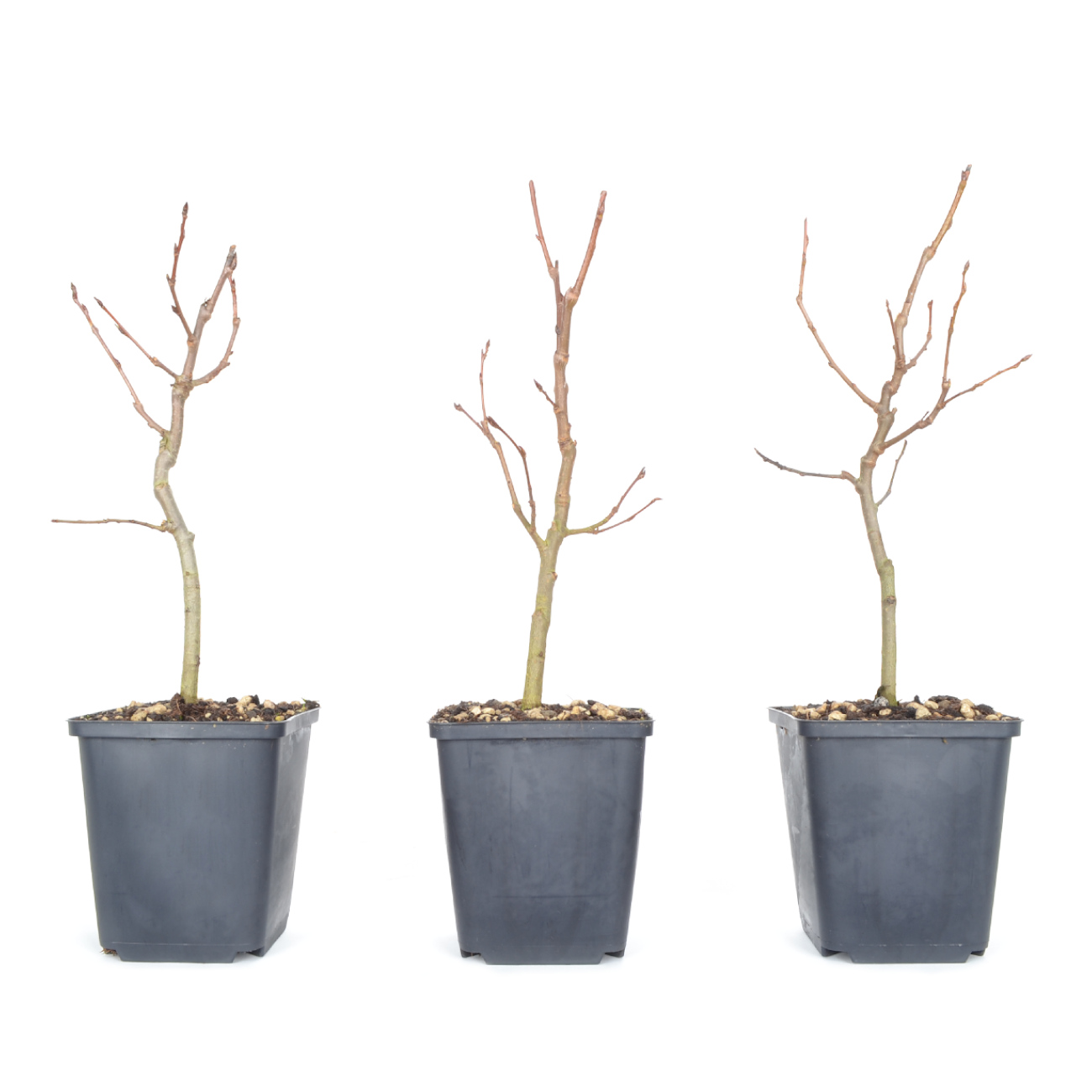 Populus tremula