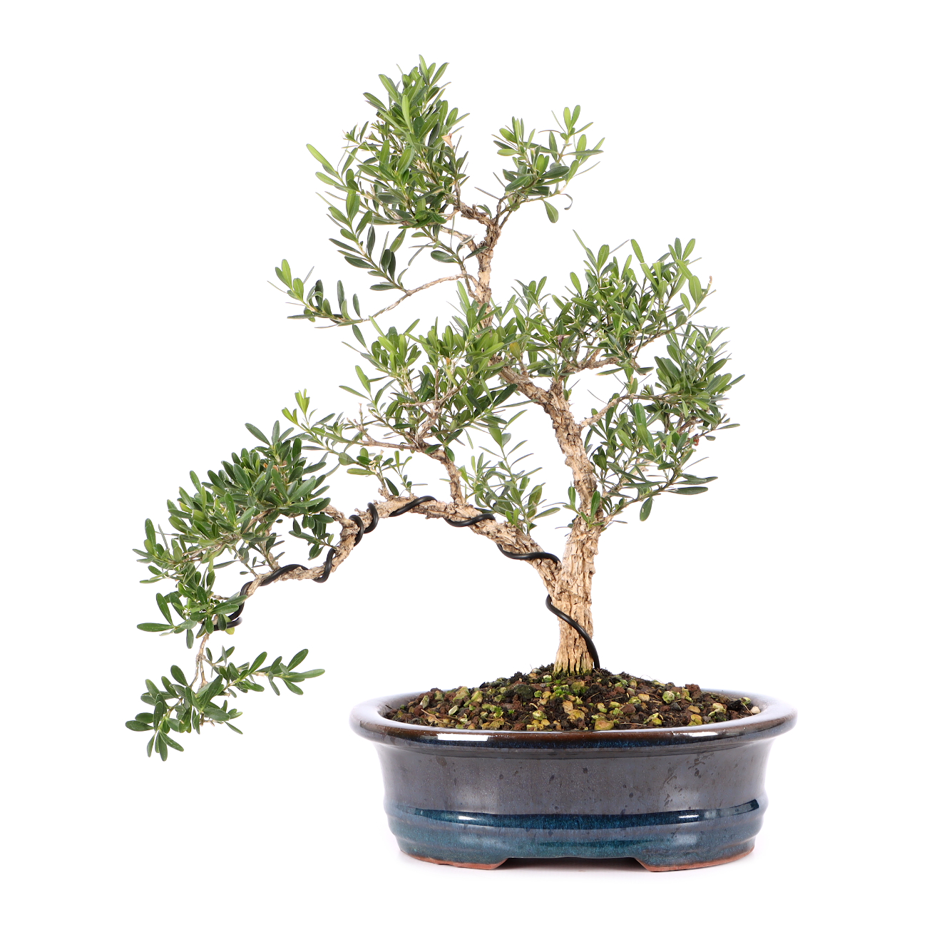Buxus sinica var. sinica