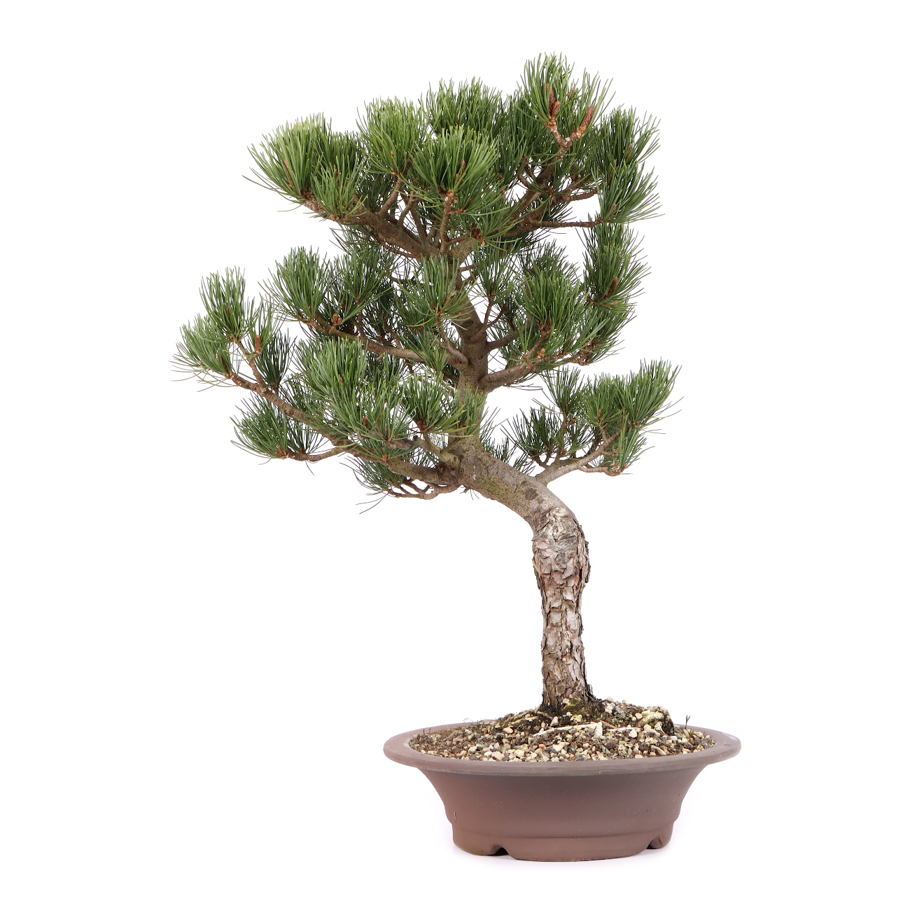 Pinus parviflora 'Glauca'