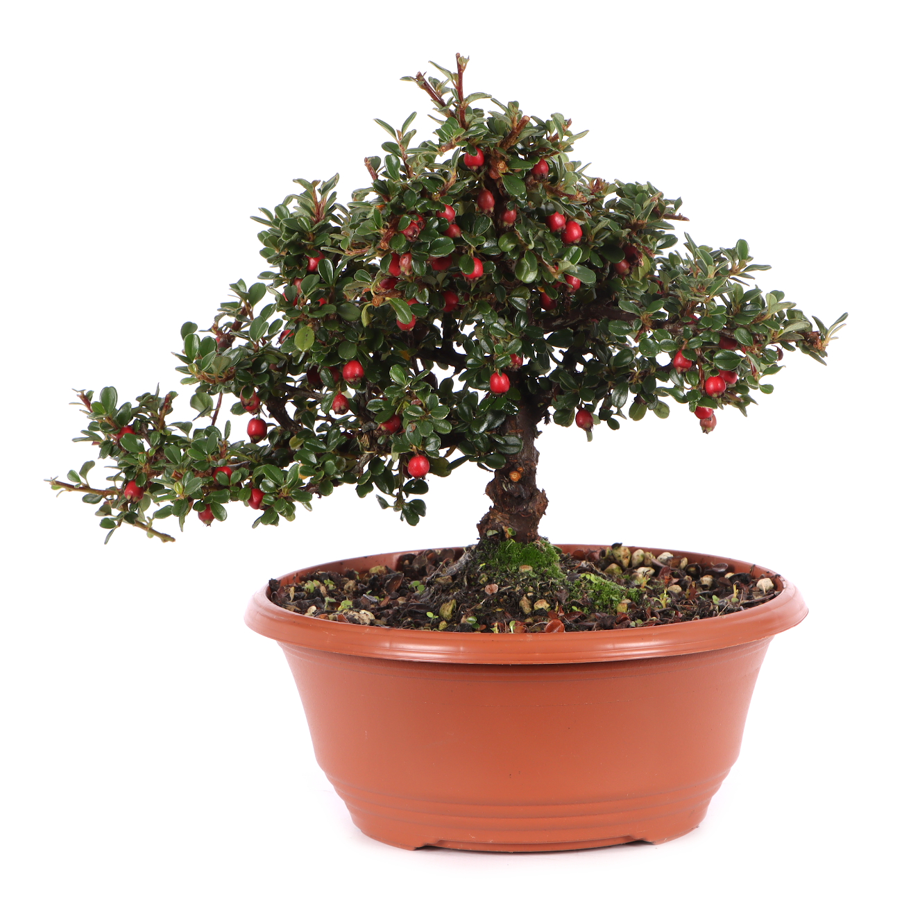 Cotoneaster microphyllus 'Cochleatus'