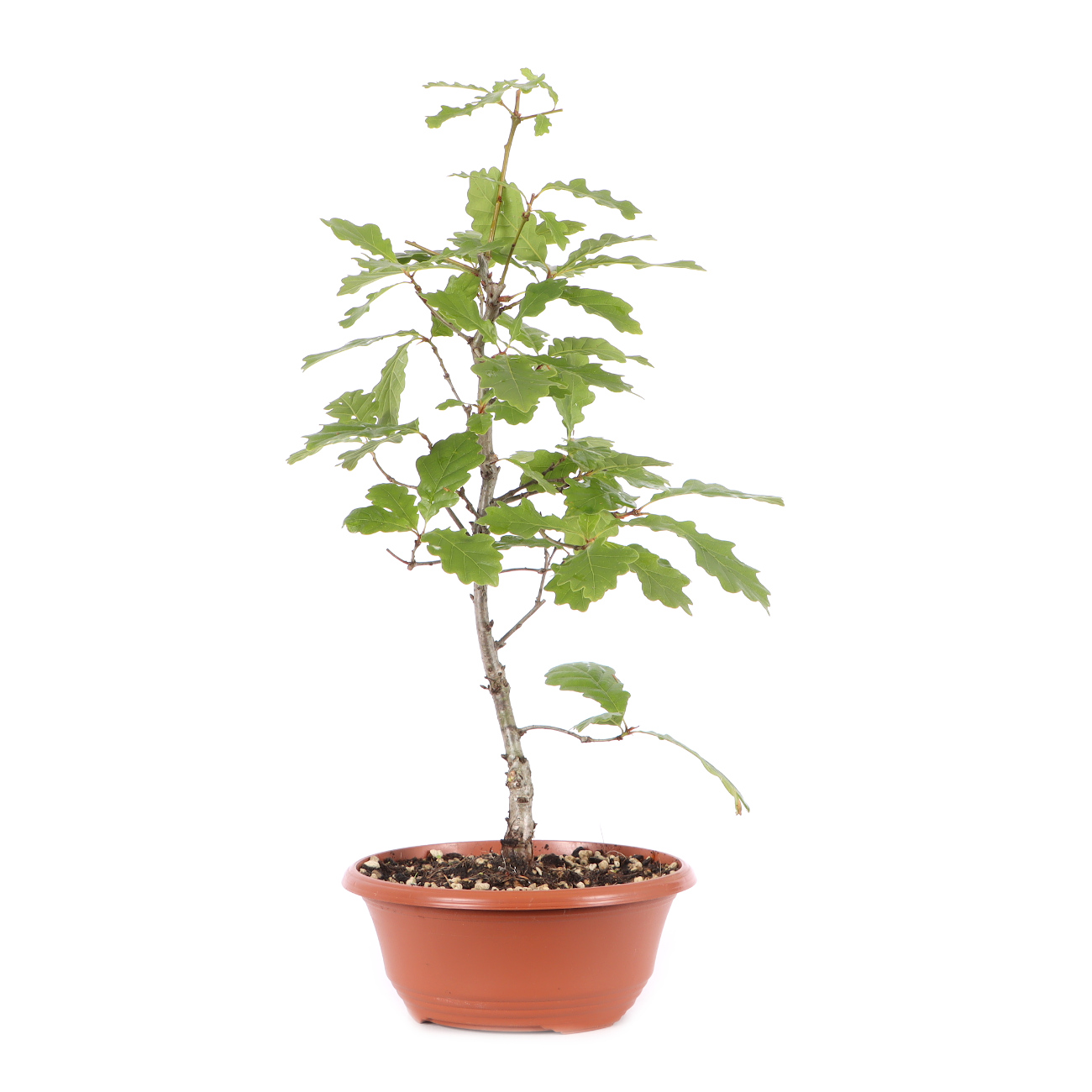 Quercus robur