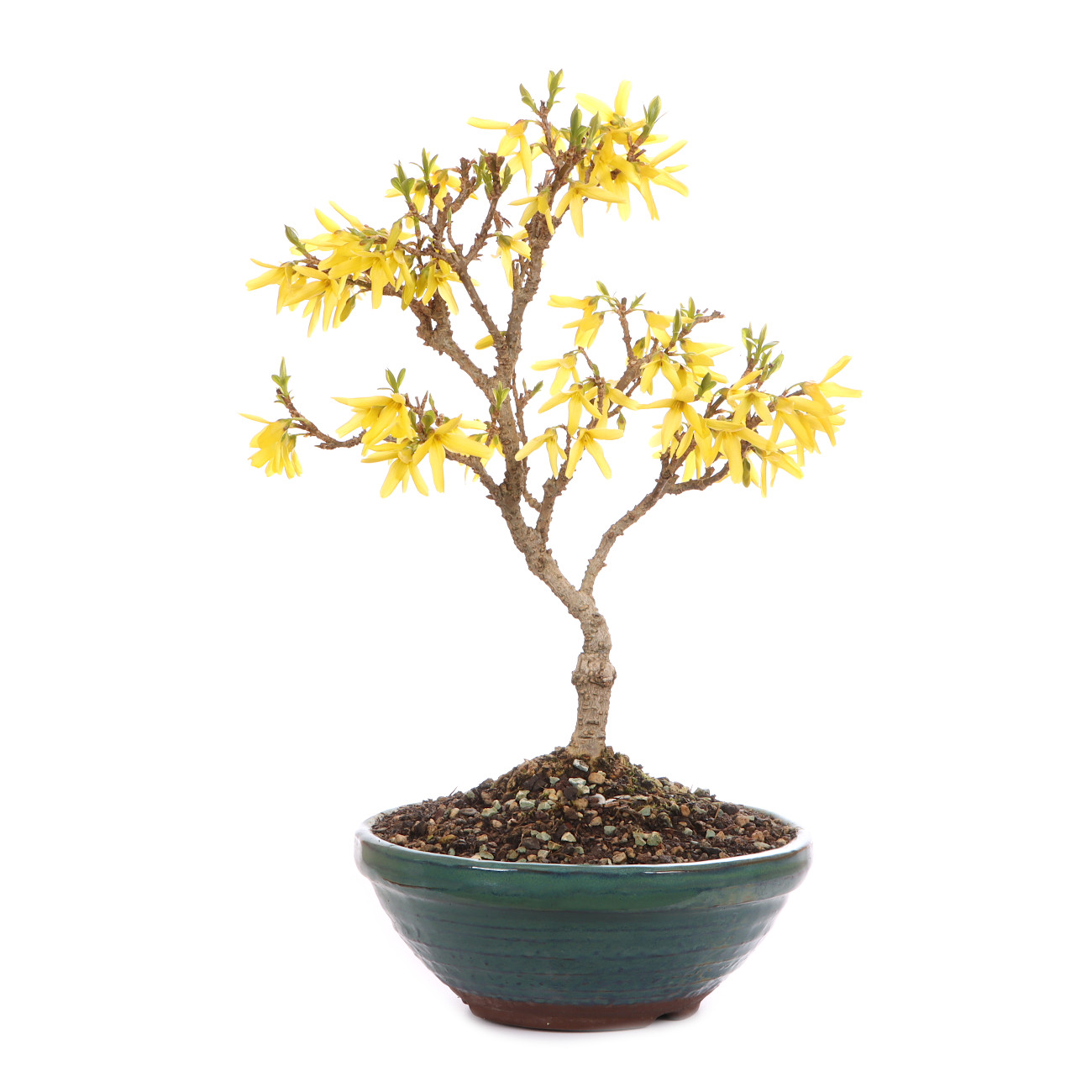 Forsythia x intermedia 'Minigold'