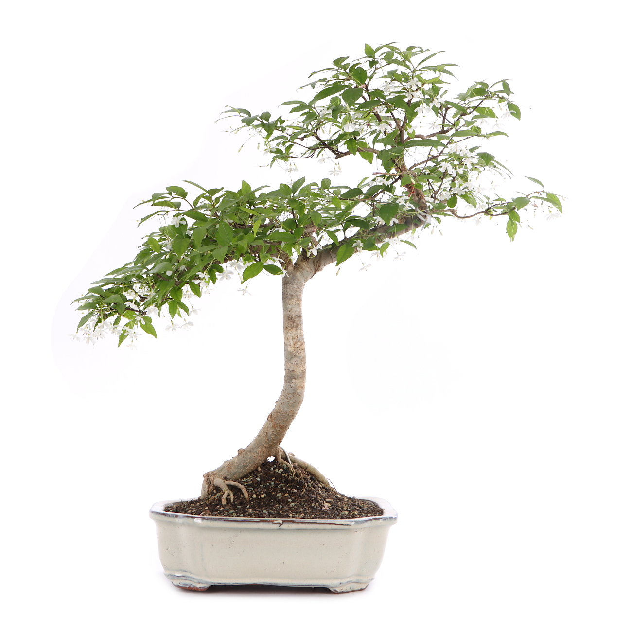 Wrightia religiosa