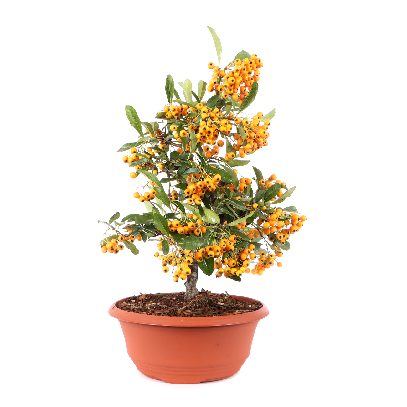 Pyracantha coccinea 'Orange Glow'