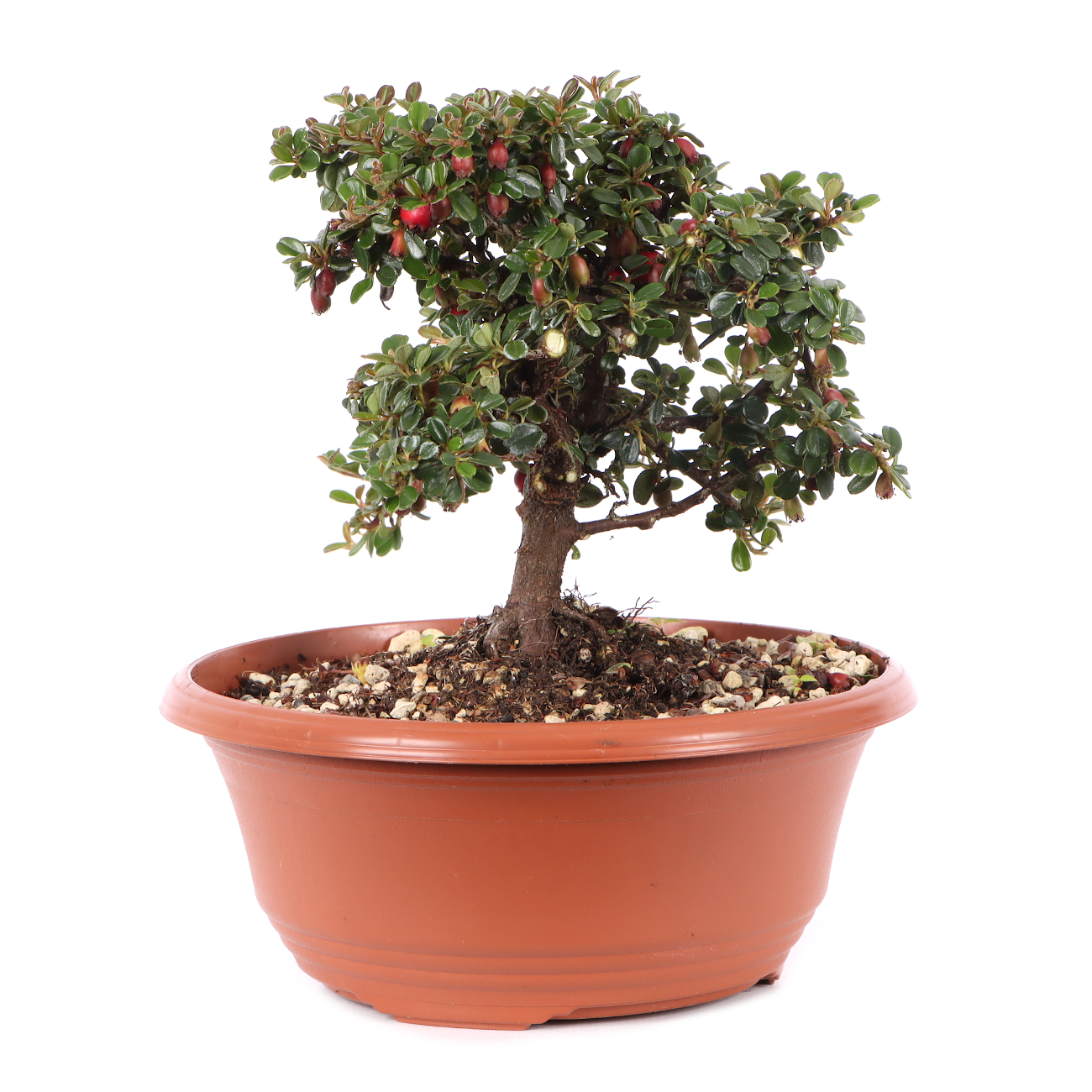 Cotoneaster microphyllus 'Cochleatus'