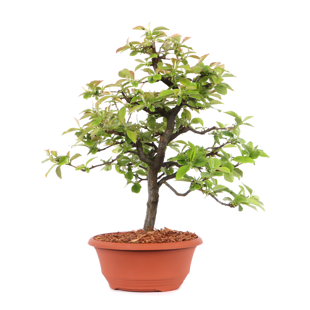 Pseudocydonia sinensis