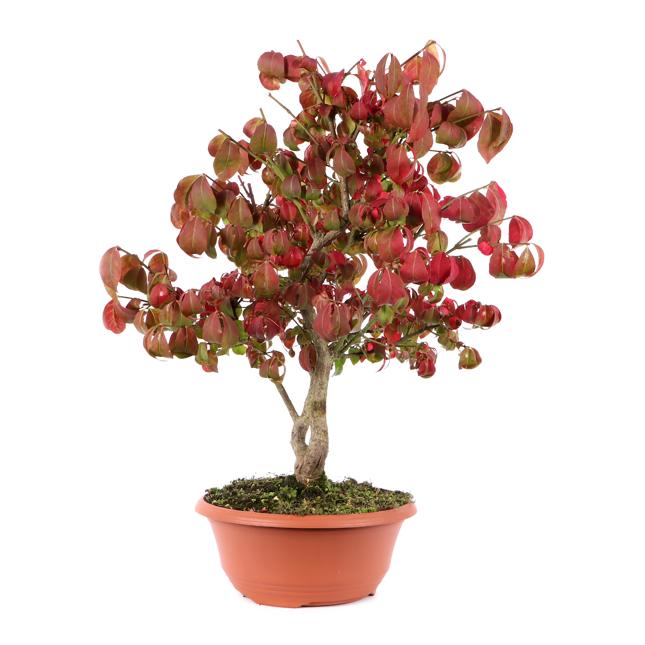 Euonymus alatus 'Compactus'