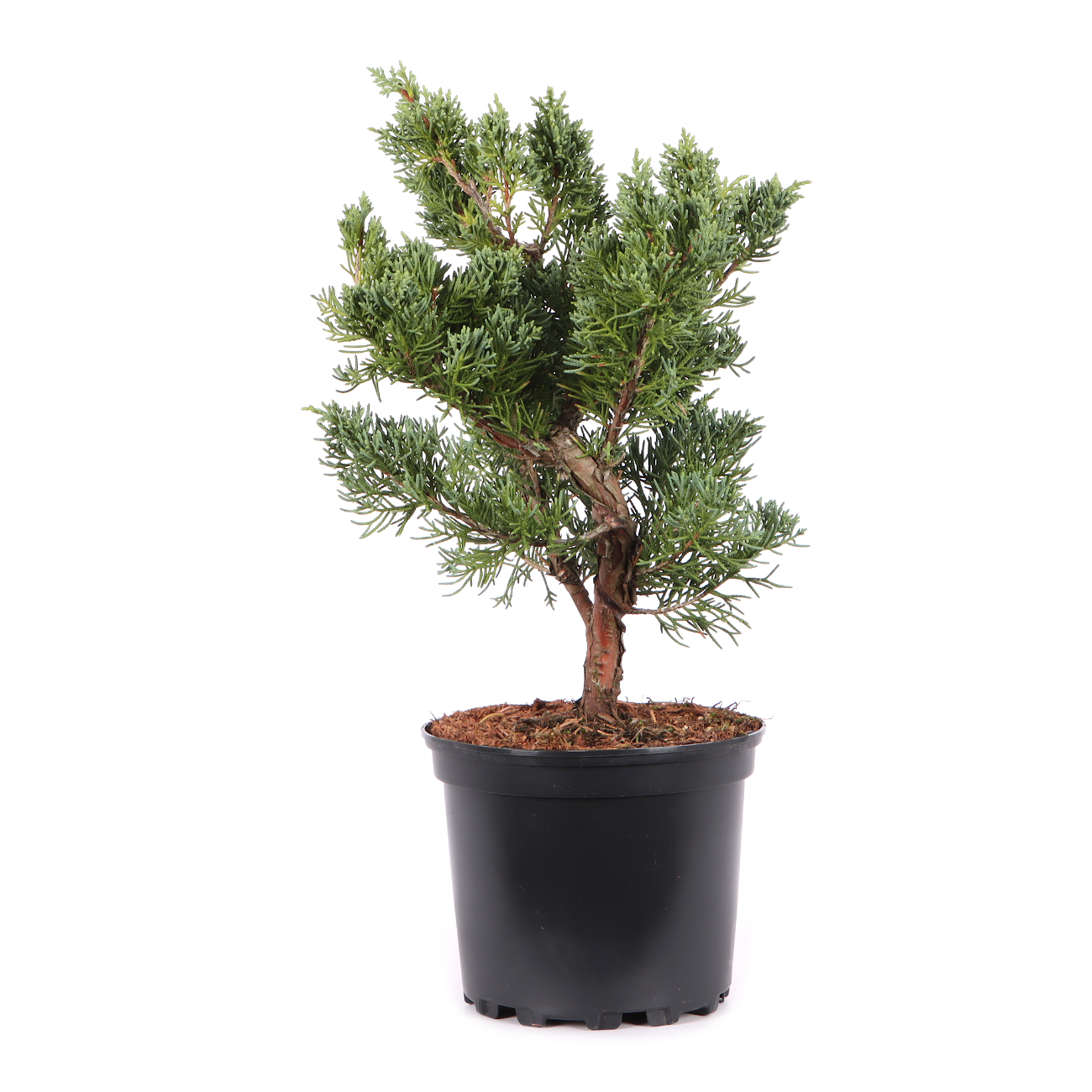 Juniperus chinensis ‘Blaauw‘