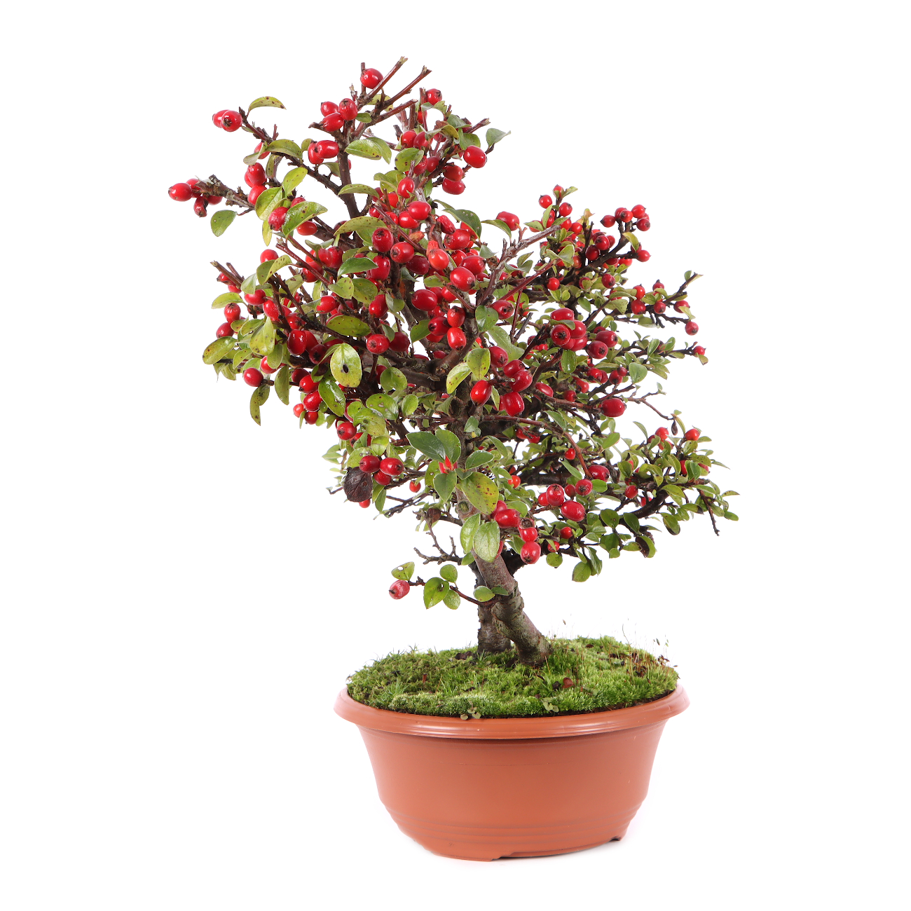 Cotoneaster praecox