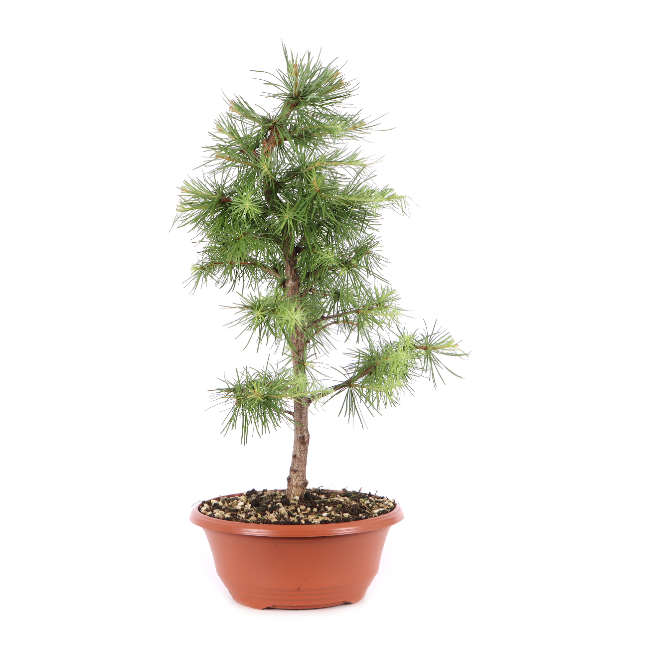 Larix kaempferi