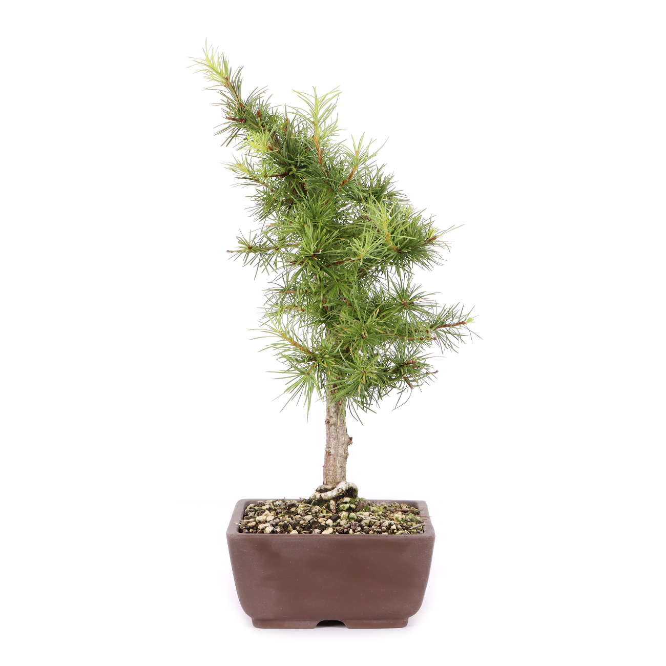 Larix kaempferi
