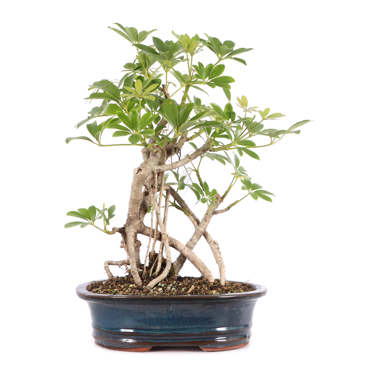 Schefflera arboricola