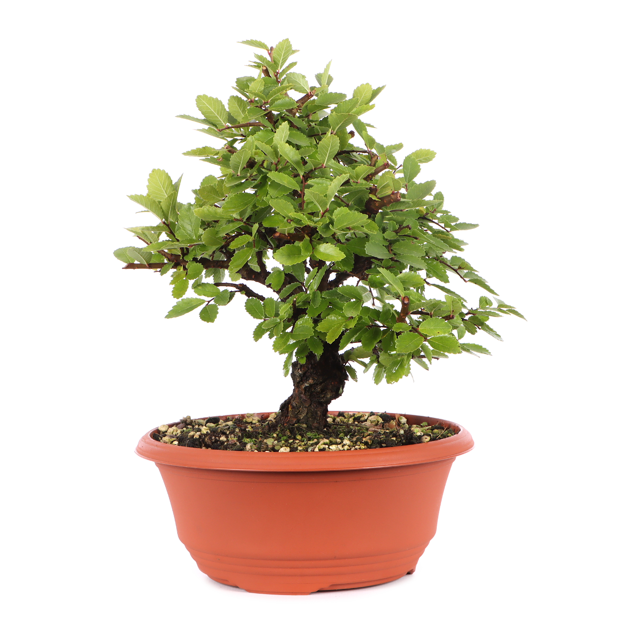 Ulmus japonica