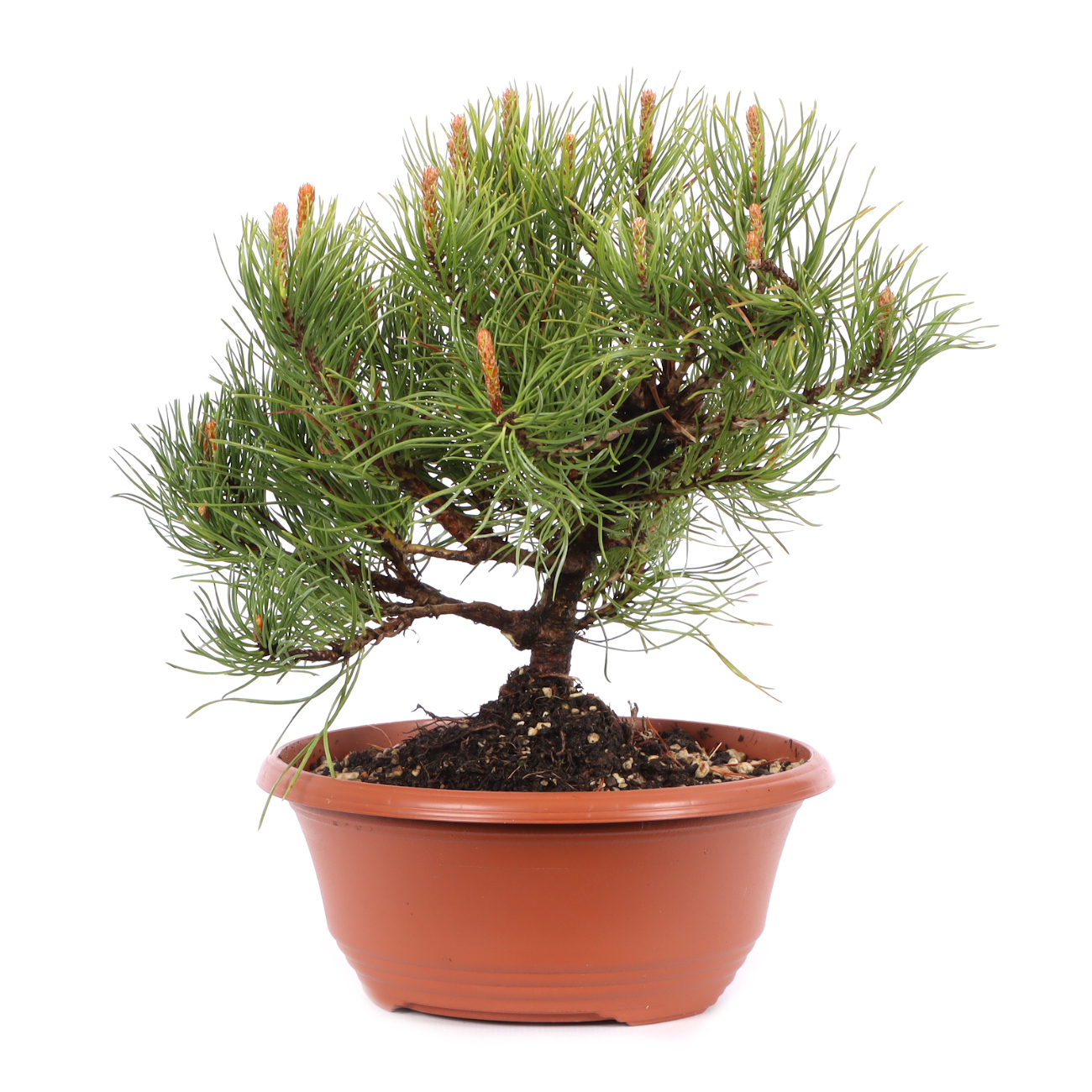 Pinus mugo subsp. uncinata