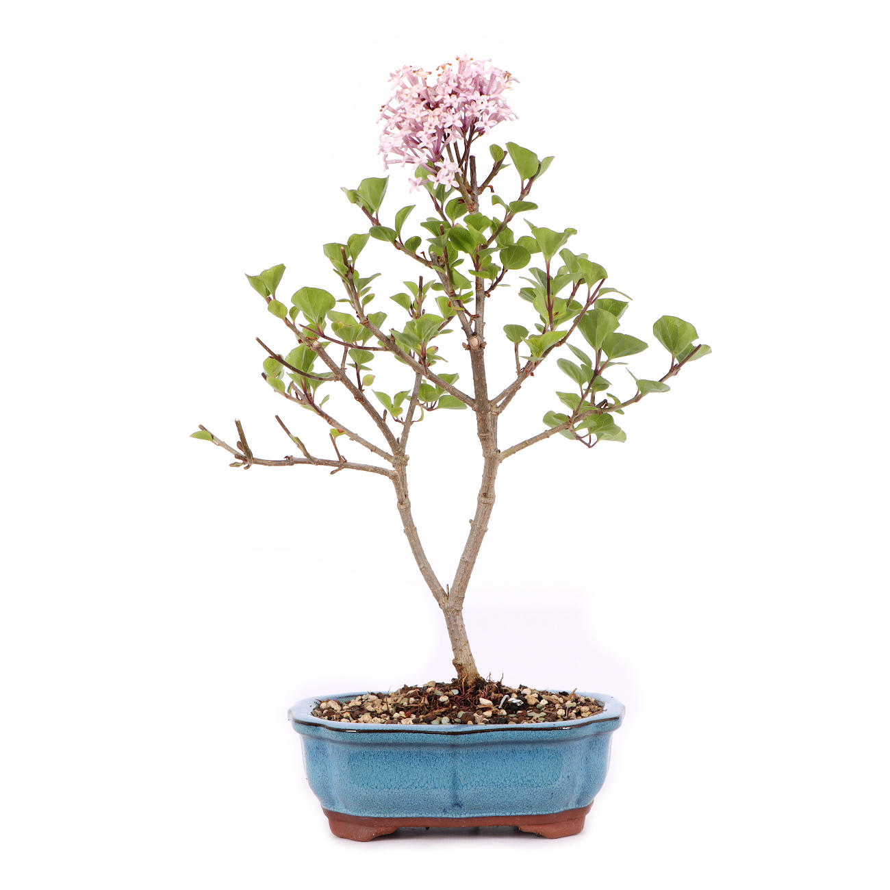 Syringa meyeri 'Palibin'