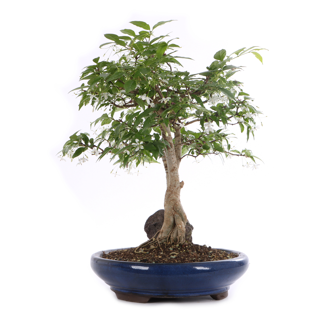 Wrightia religiosa