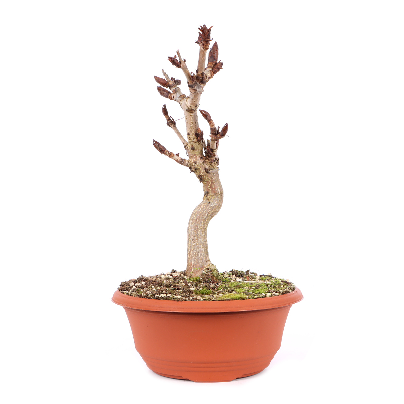 Aesculus hippocastanum