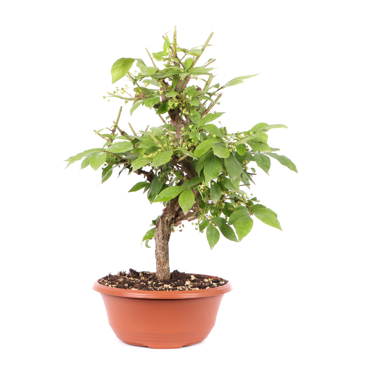 Seitenansicht rechts