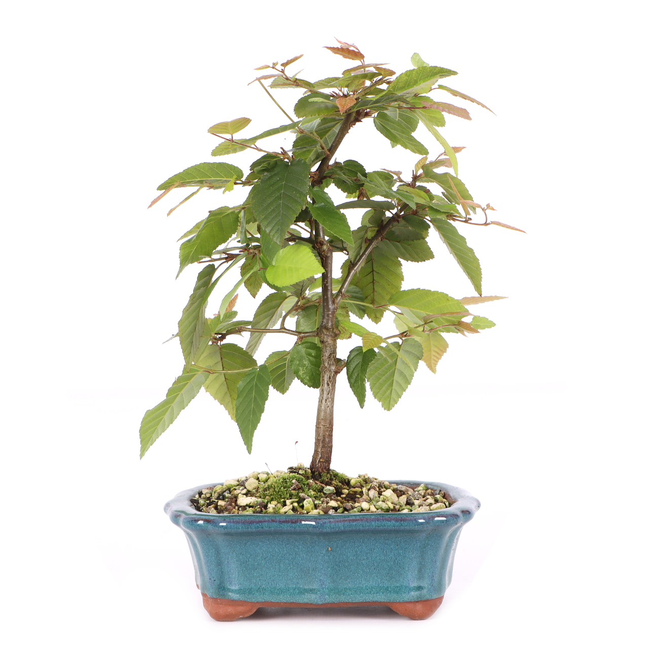 Carpinus turczaninowii