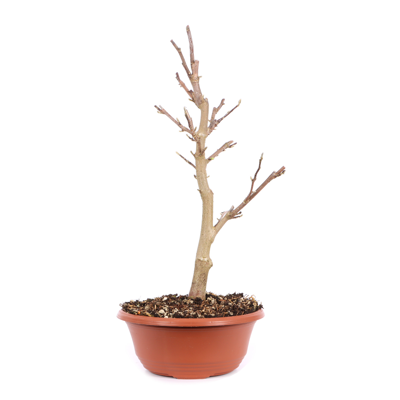 Seitenansicht rechts