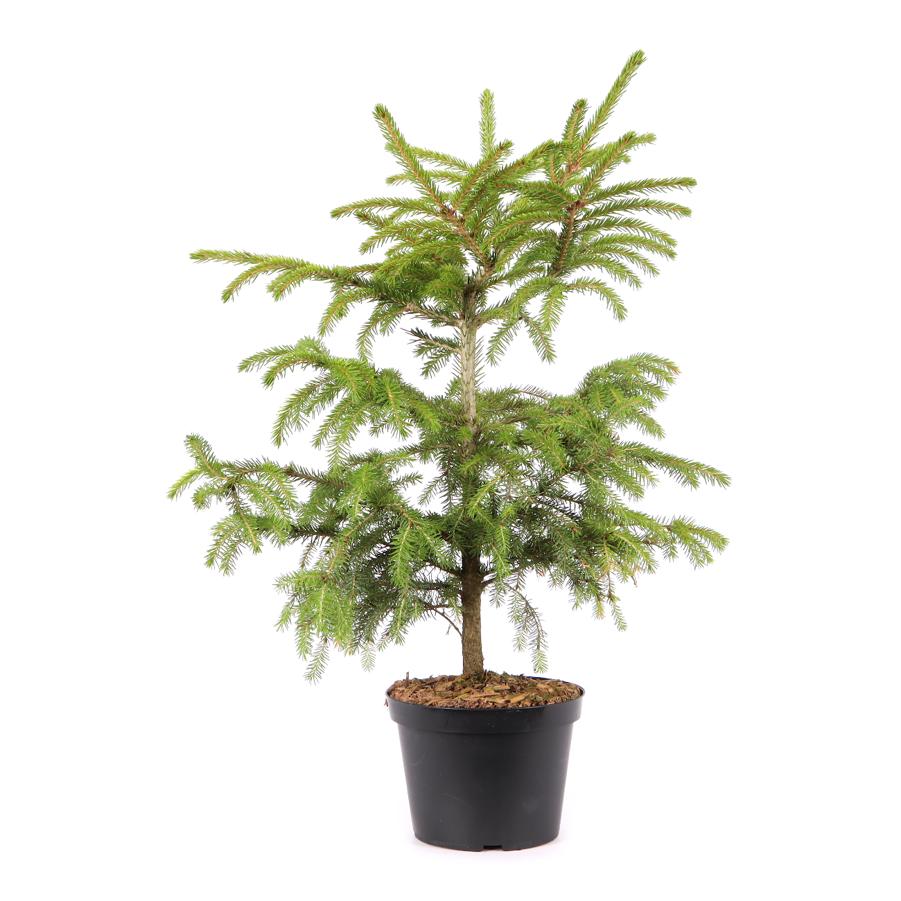 Picea orientalis