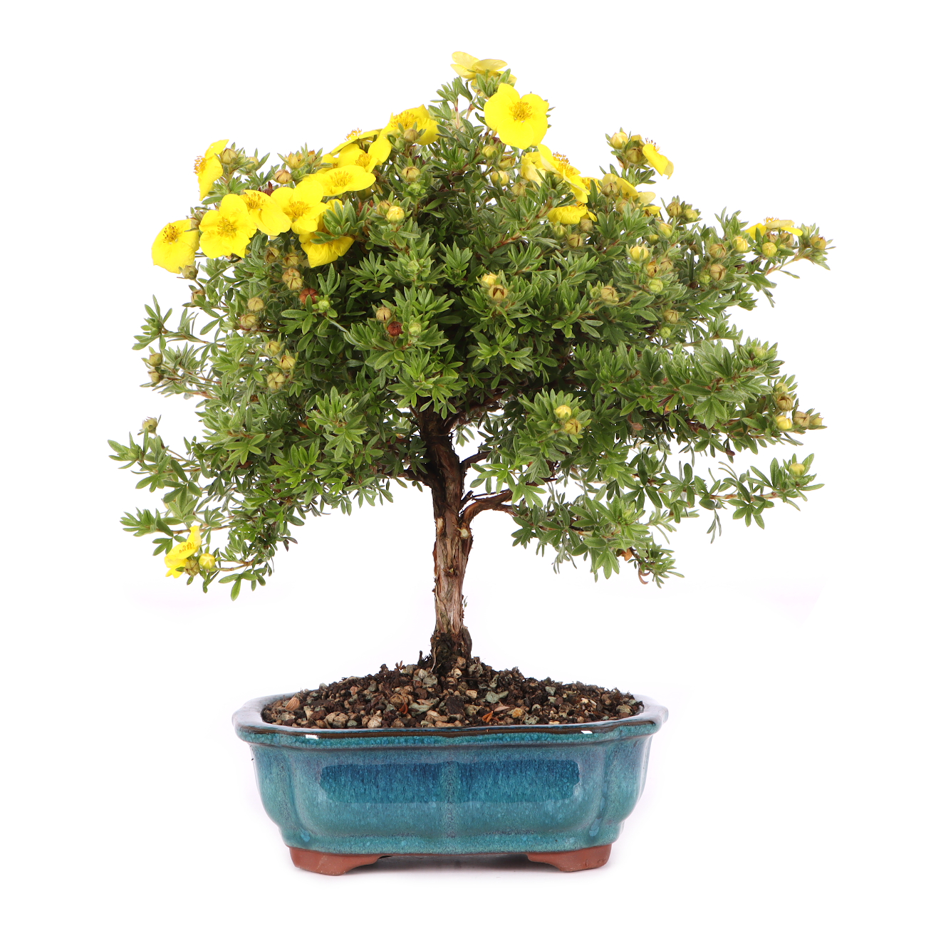 Potentilla fruticosa 'Kobold'