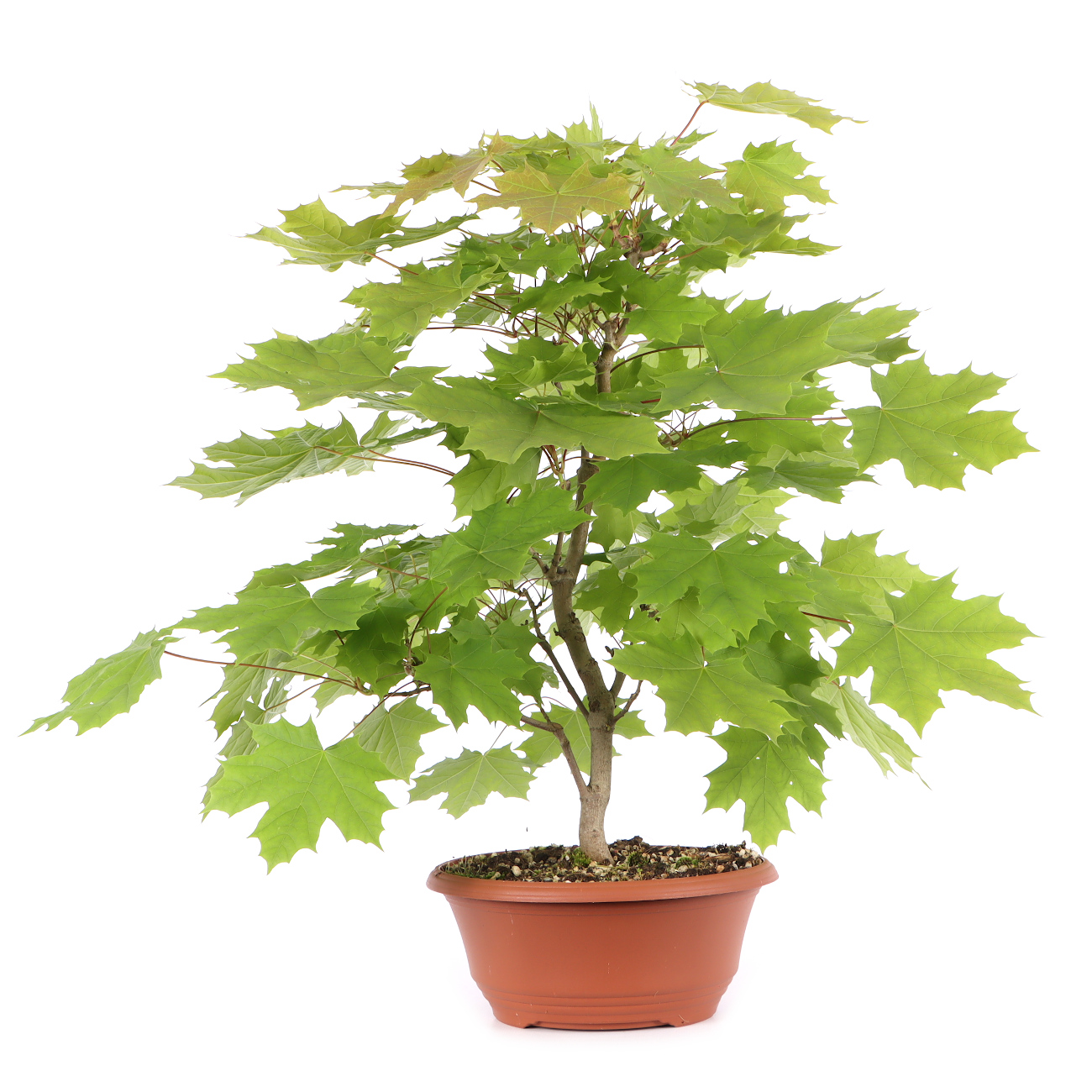 Acer platanoides