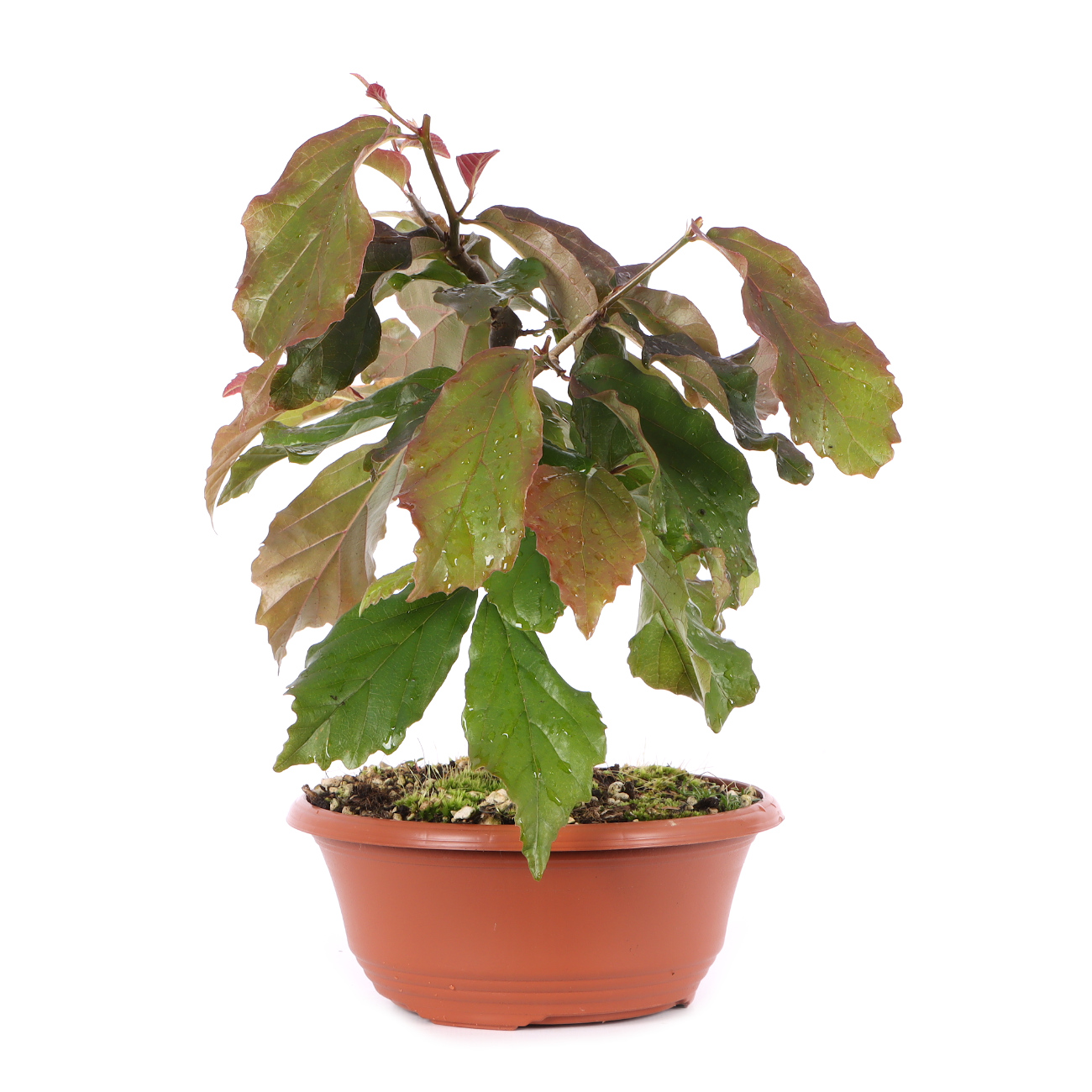 Parrotia persica 'Bella'