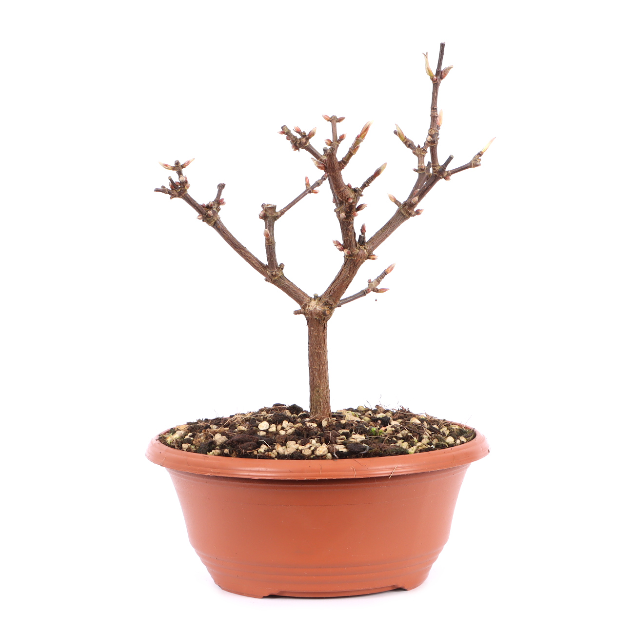 Viburnum x bodnantense 'Dawn'