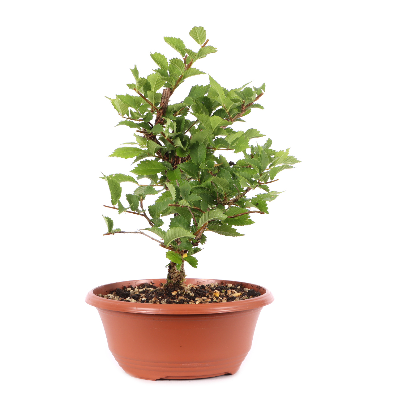 Ulmus minor var.
