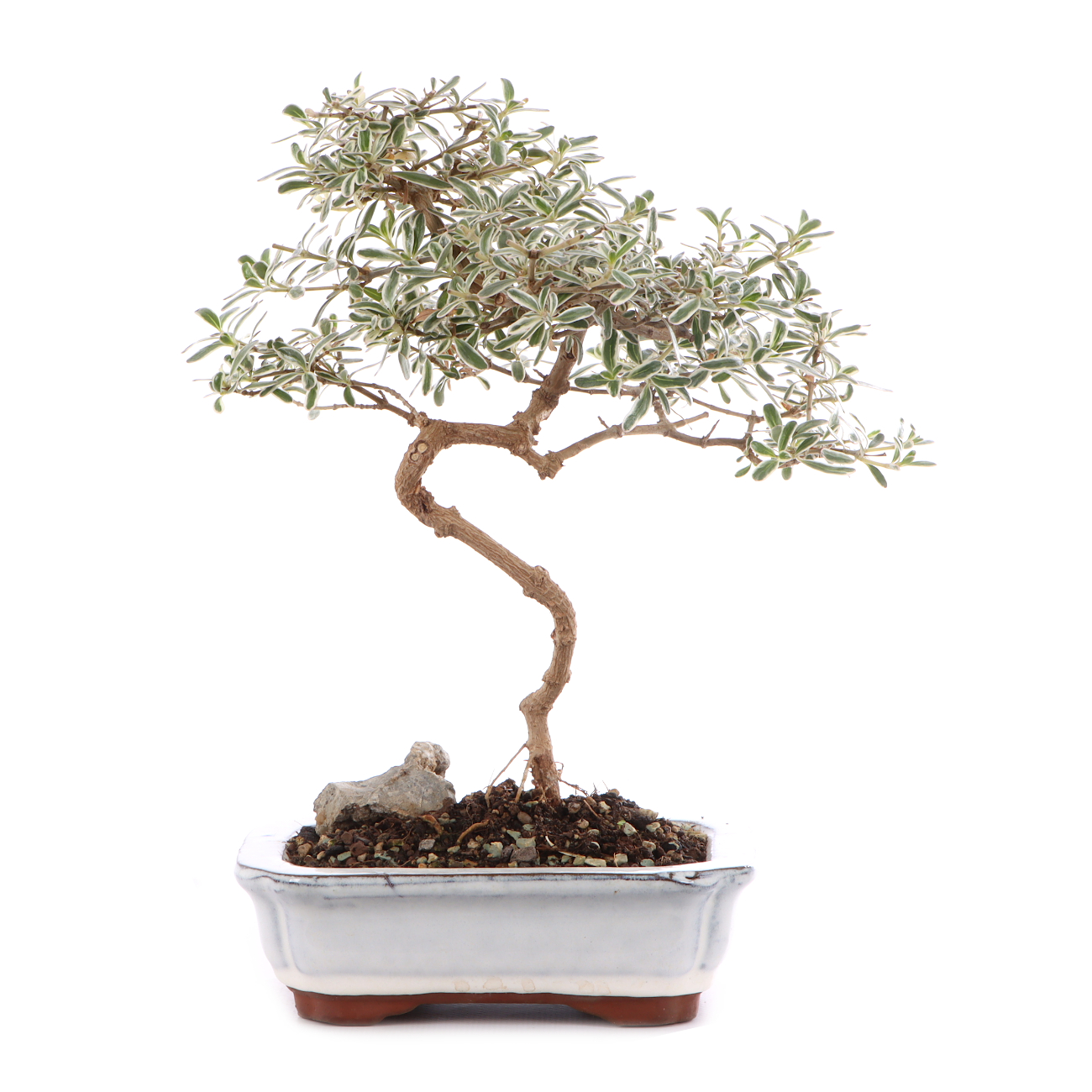 Coprosma x kirkii 'Variegata'