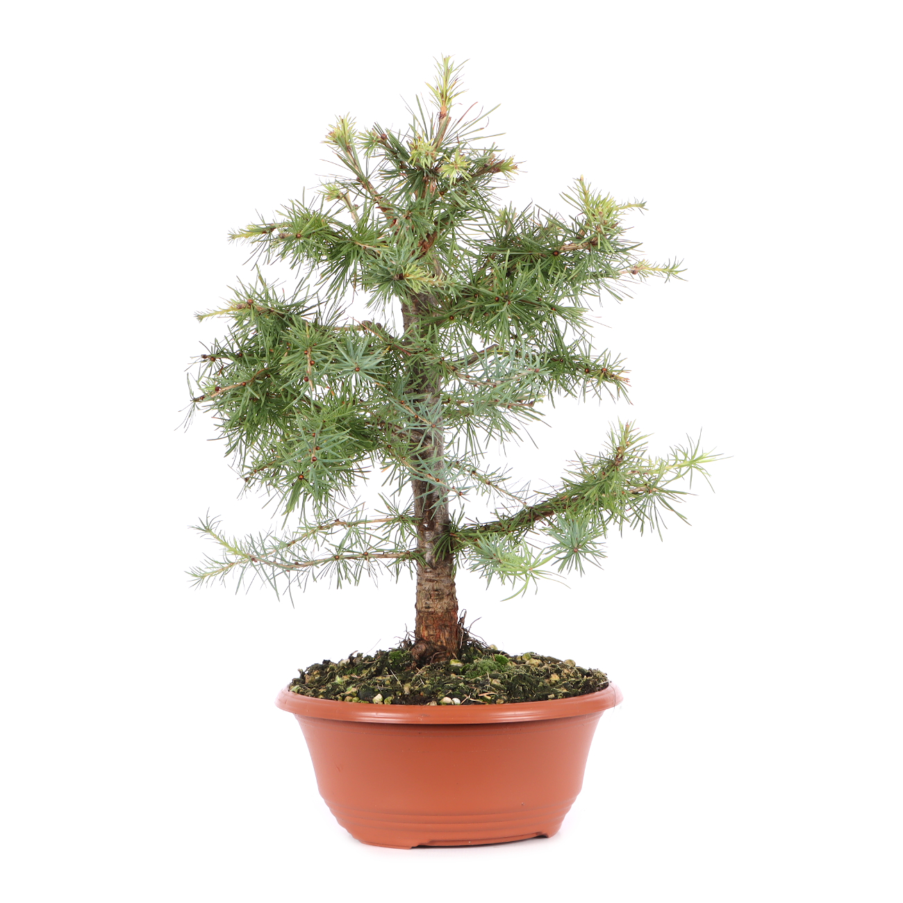 Larix decidua