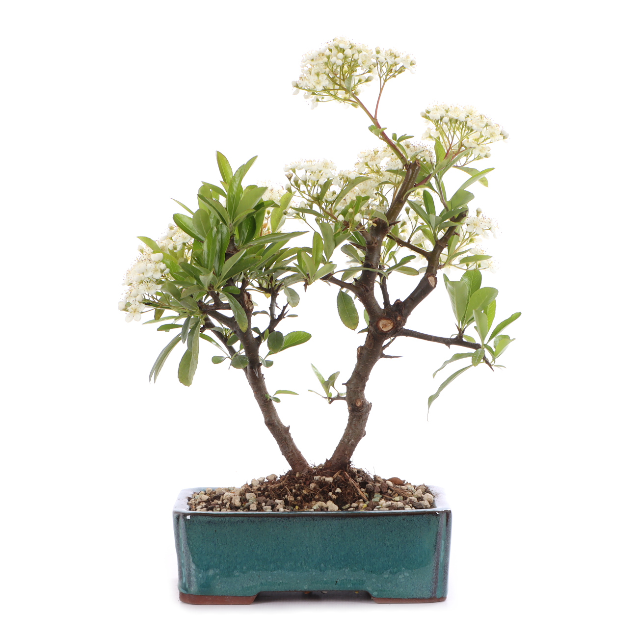 Pyracantha coccinea 'Orange Glow'