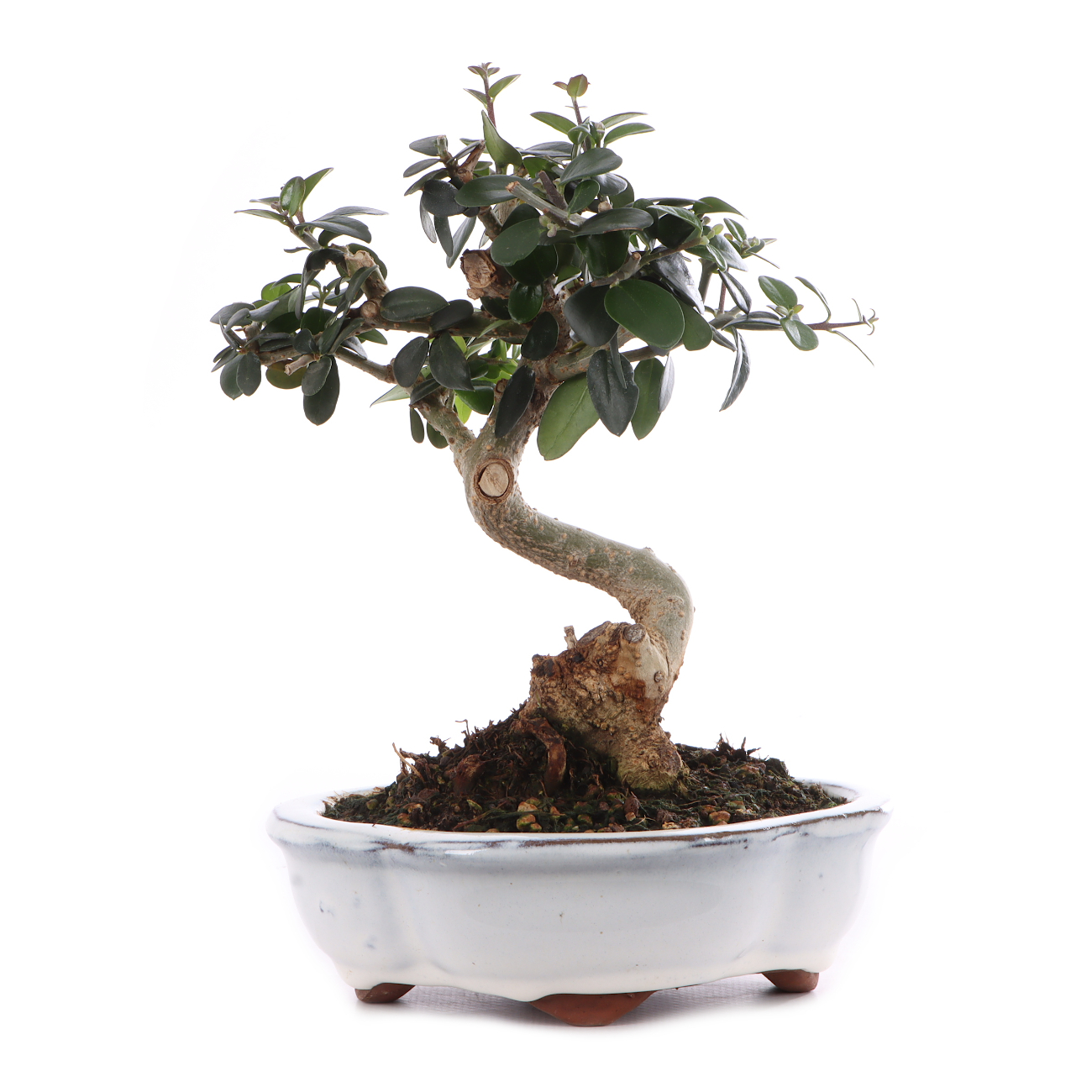 Olea europaea subsp. sylvestris