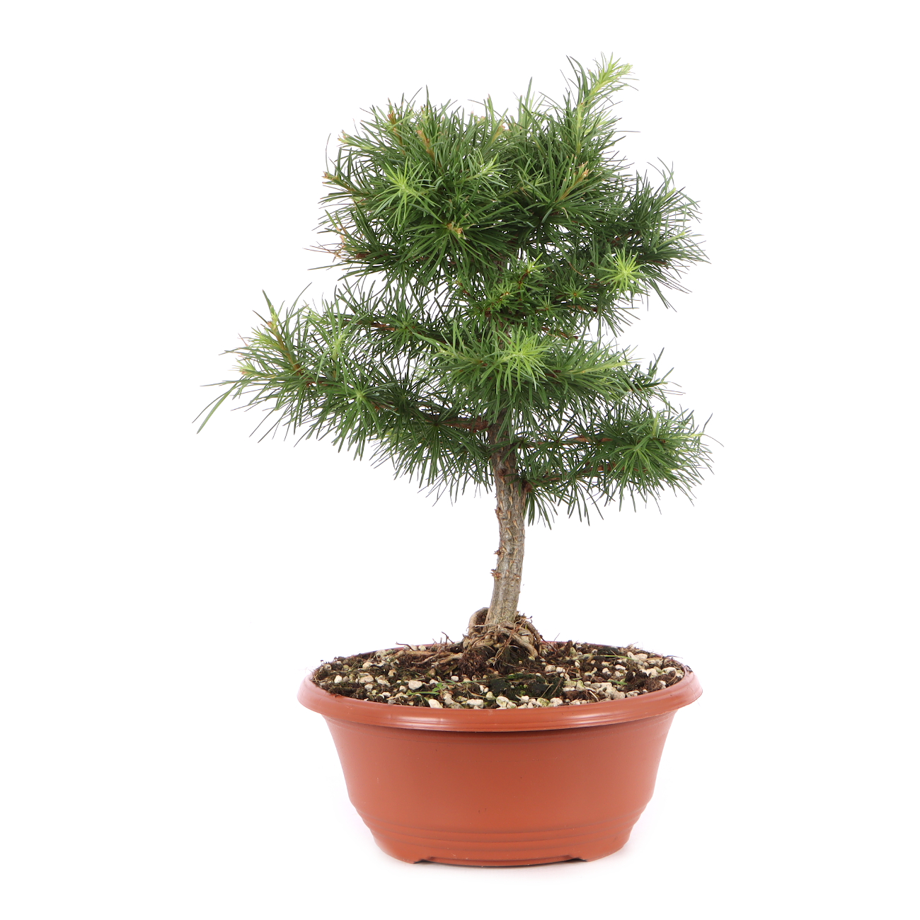 Larix kaempferi