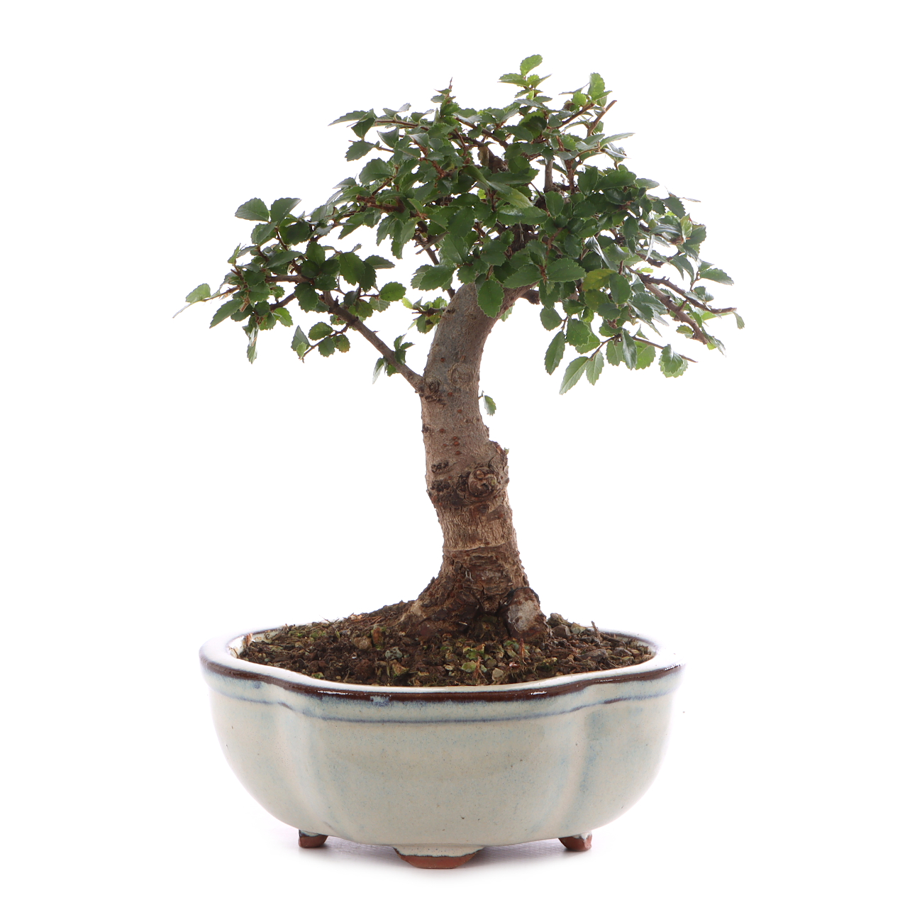 Ulmus parvifolia