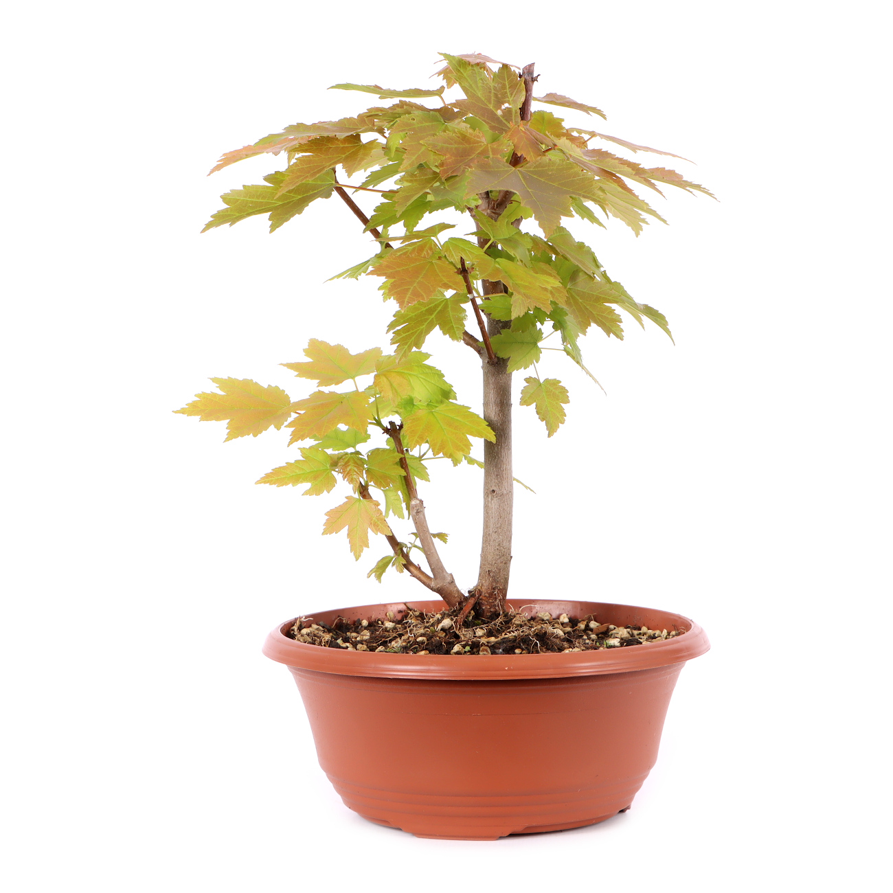 Acer rubrum 'October Glory'